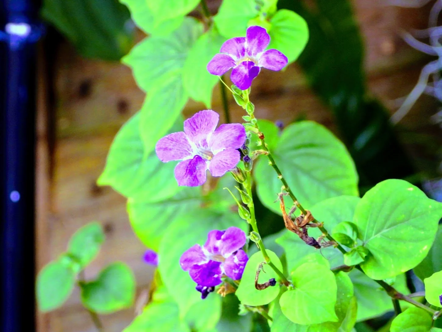 Botanical Garden in Color by Mychael X .photos 0046c.JPG