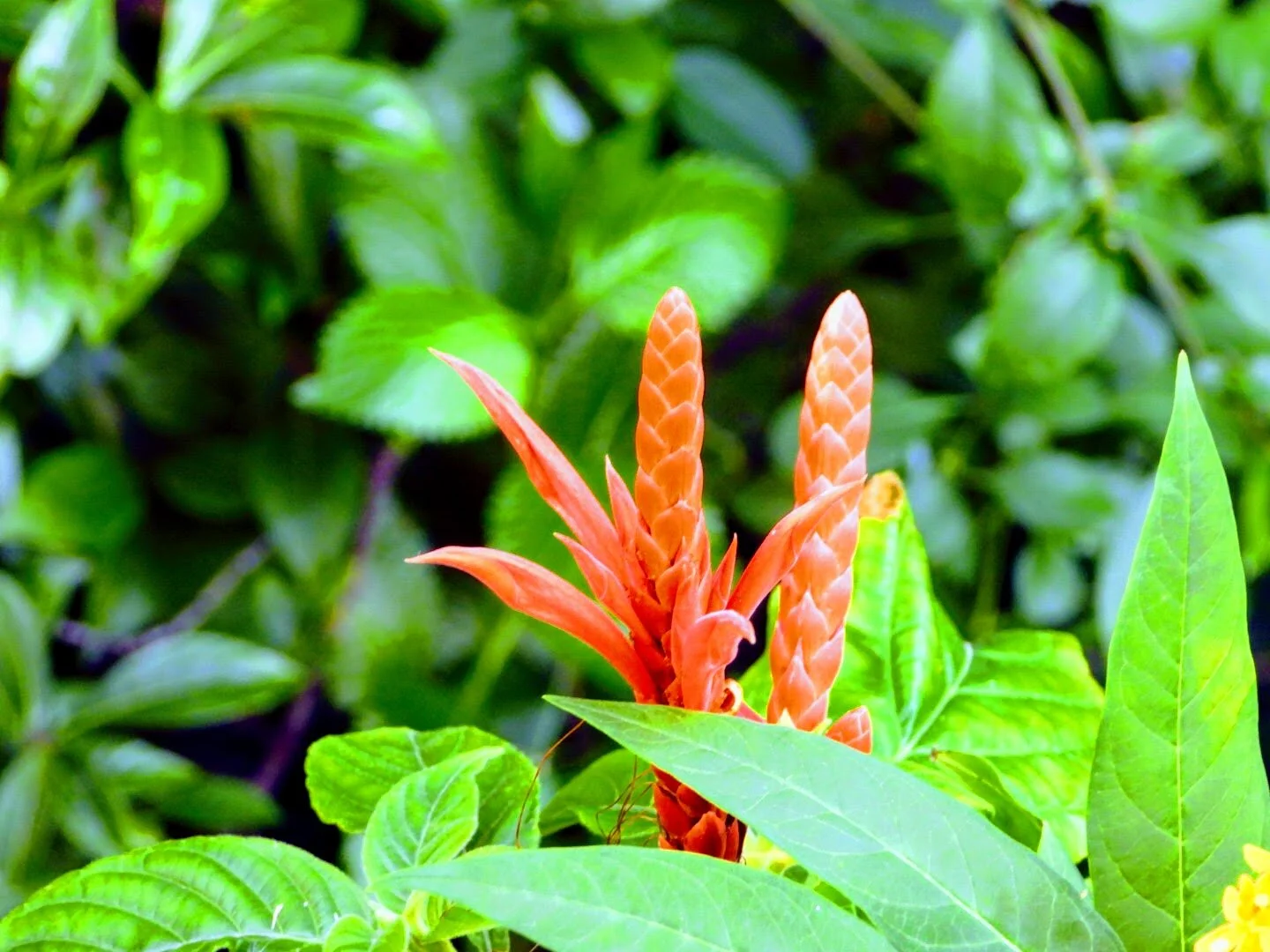 Botanical Garden in Color by Mychael X .photos 0047c.JPG