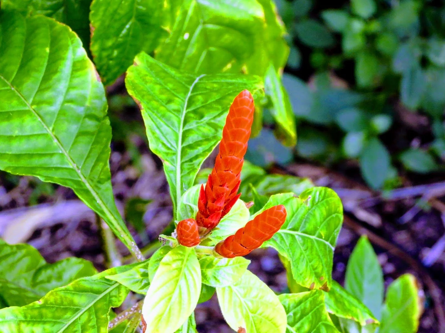 Botanical Garden in Color by Mychael X .photos 0050c.JPG