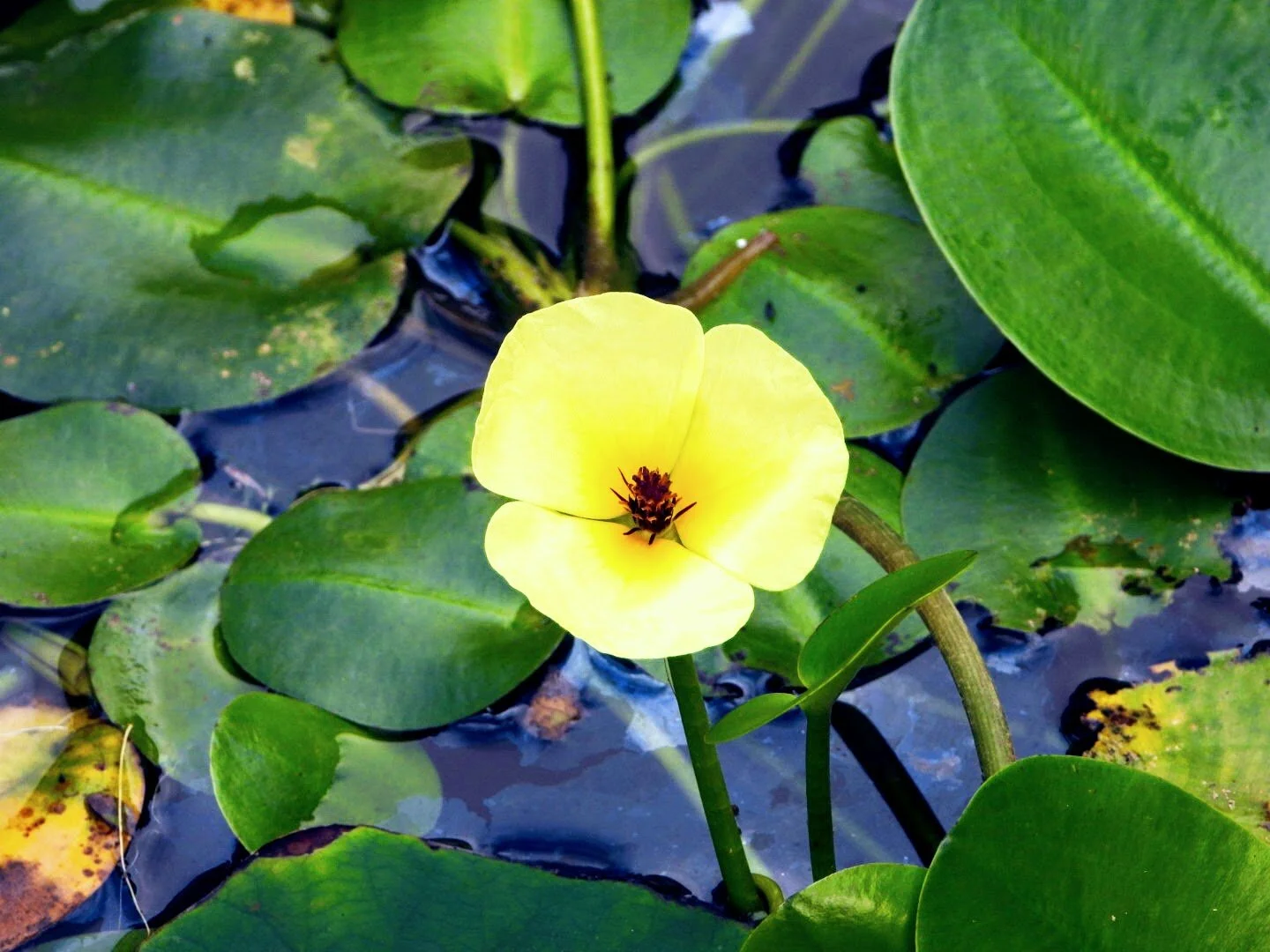 Botanical Garden in Color by Mychael X .photos 0053c.JPG