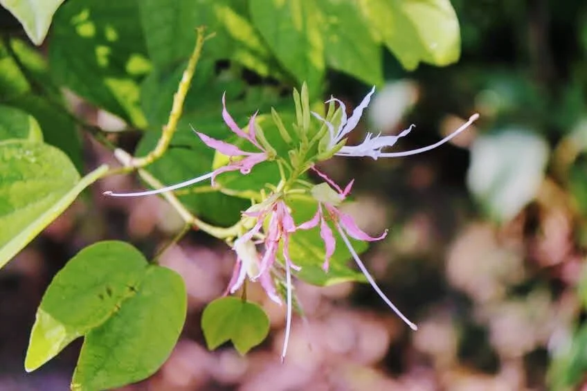 Botanical Garden in Color by Mychael X .photos 0067c.JPG