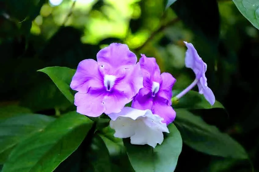 Botanical Garden in Color by Mychael X .photos 0070c.JPG