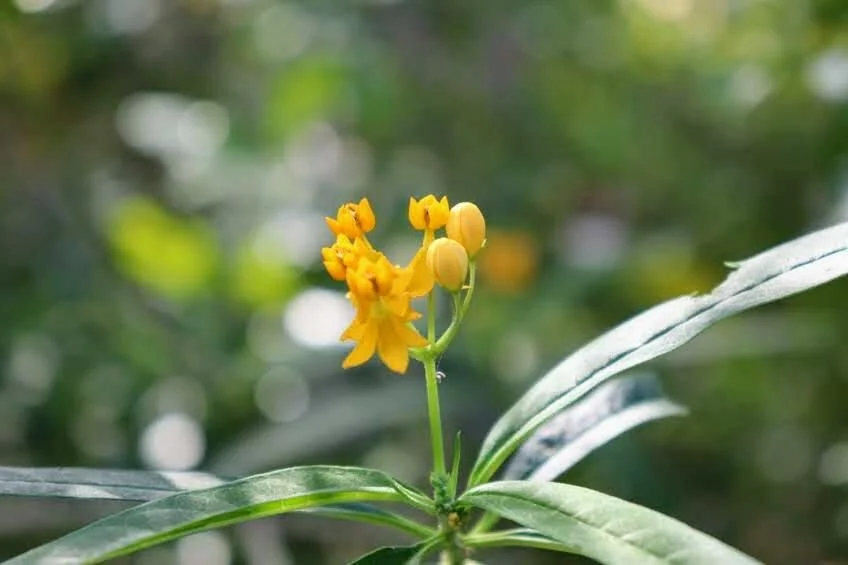 Botanical Garden in Color by Mychael X .photos 0071c.JPG