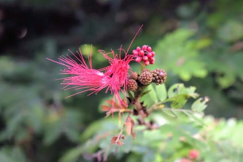 Botanical Garden in Color by Mychael X .photos 0072c.JPG