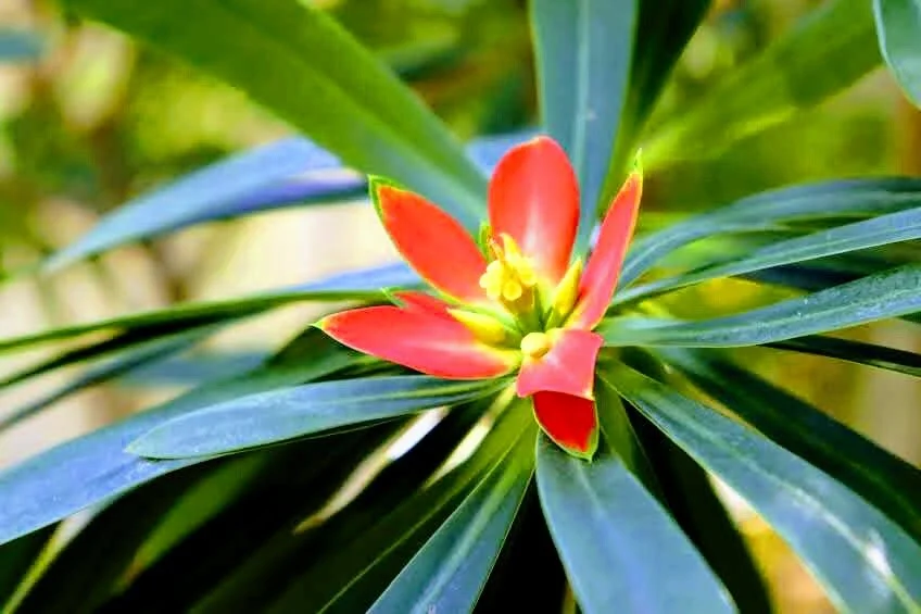 Botanical Garden in Color by Mychael X .photos 0074c.JPG