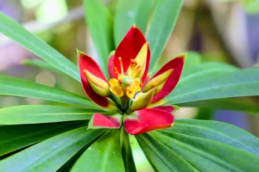 Botanical Garden in Color by Mychael X .photos 0076c.JPG