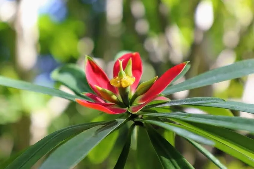 Botanical Garden in Color by Mychael X .photos 0077c.JPG