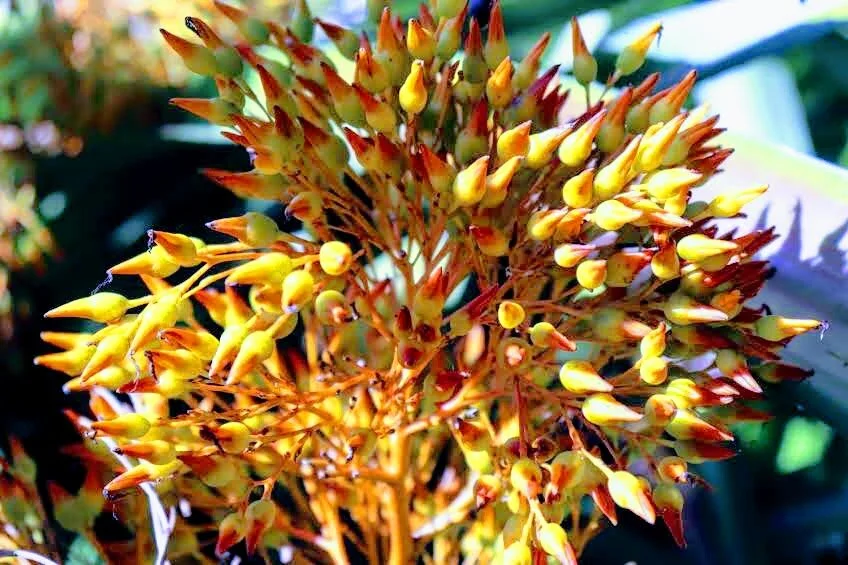 Botanical Garden in Color by Mychael X .photos 0080c.JPG