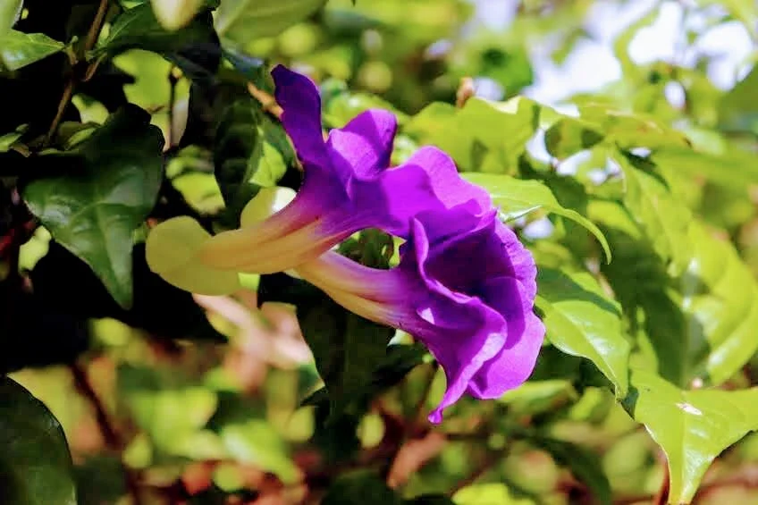 Botanical Garden in Color by Mychael X .photos 0083c.JPG