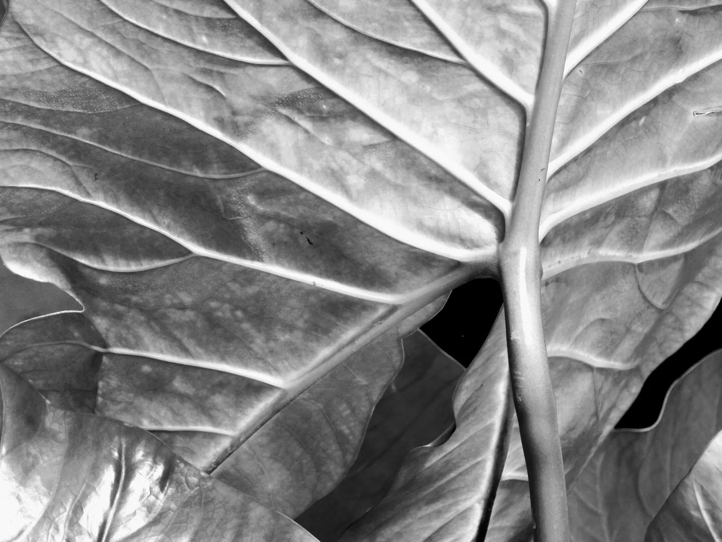 Botanical Garden in Black & White by MychaelX.photos 0005bw.JPG