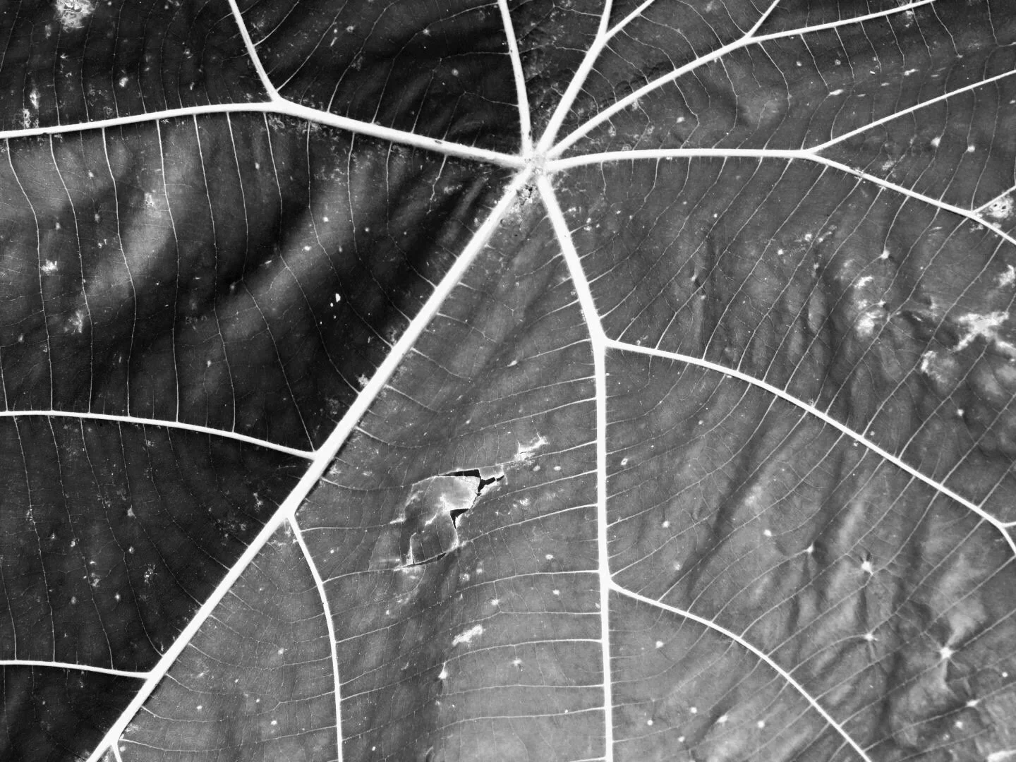 Botanical Garden in Black & White by MychaelX.photos 00011bw.JPG