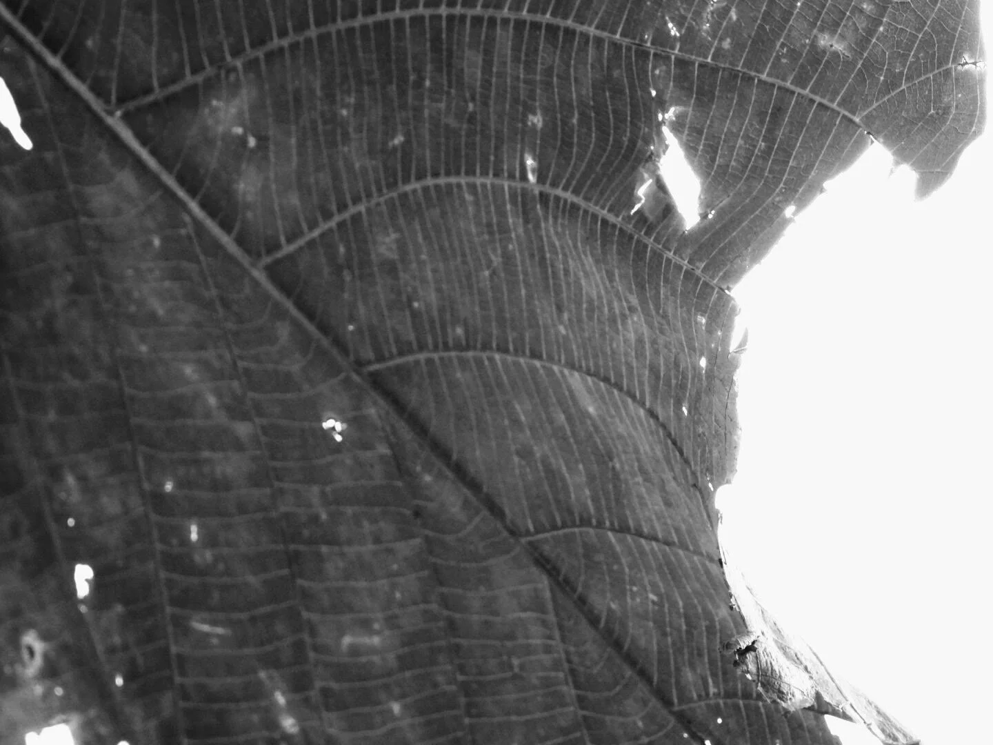 Botanical Garden in Black & White by MychaelX.photos 00013bw.JPG