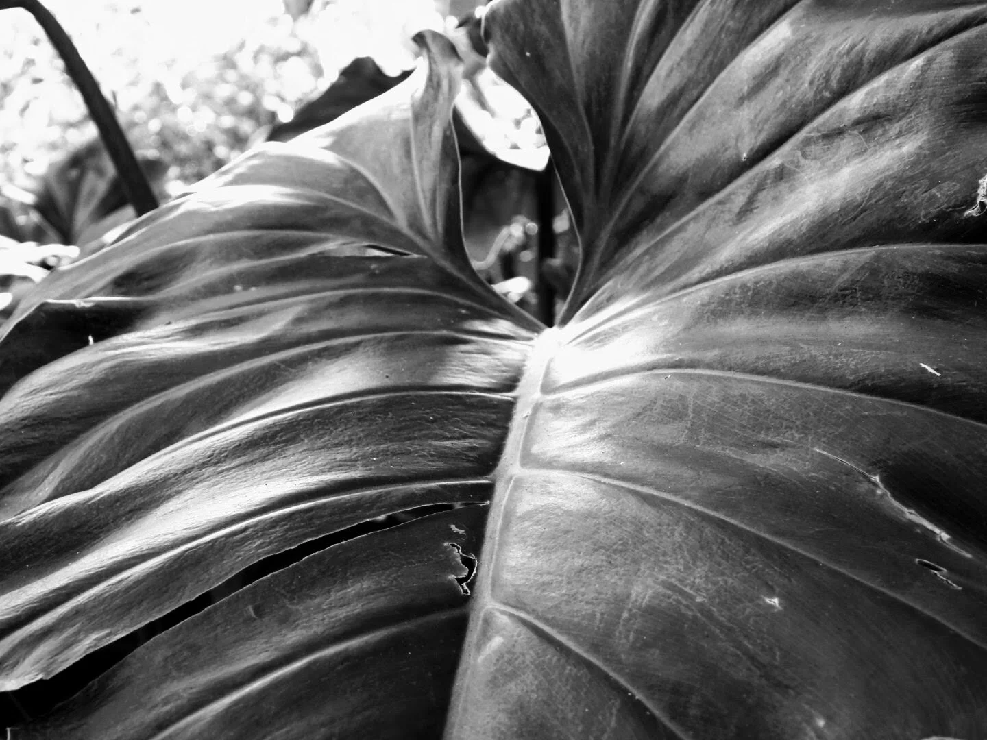 Botanical Garden in Black & White by MychaelX.photos 00017bw.JPG