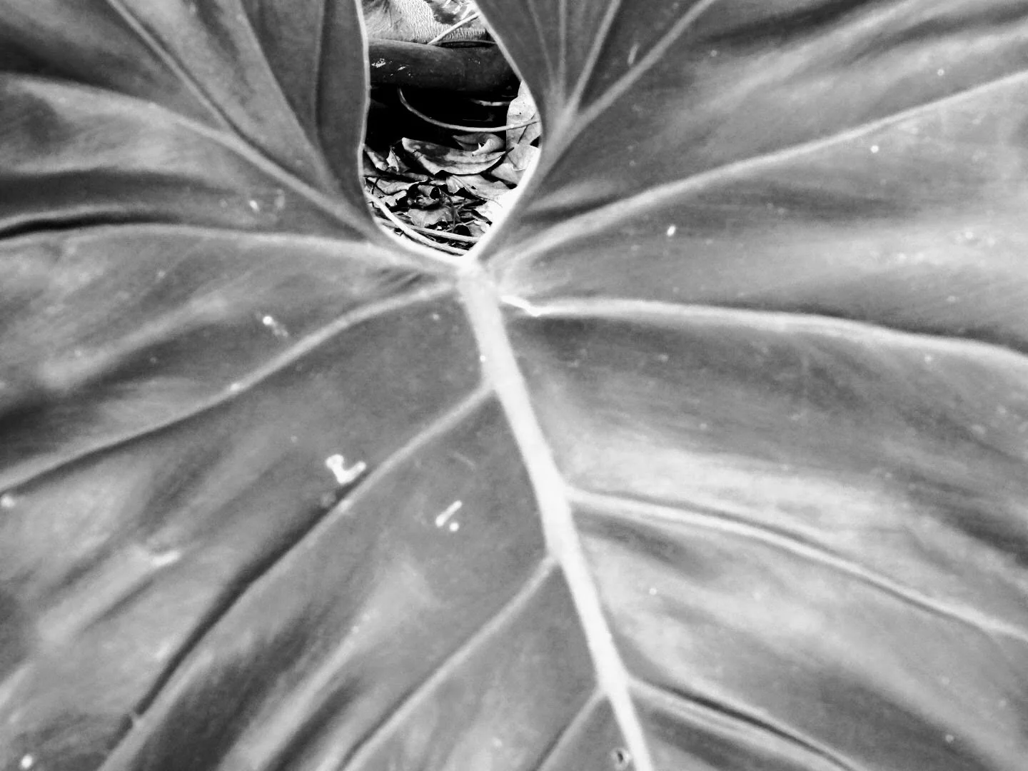 Botanical Garden in Black & White by MychaelX.photos 00018bw.JPG