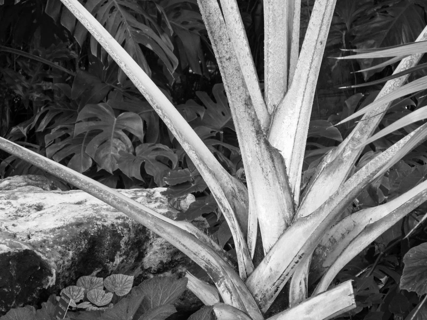 Botanical Garden in Black & White by MychaelX.photos 00028bw.JPG