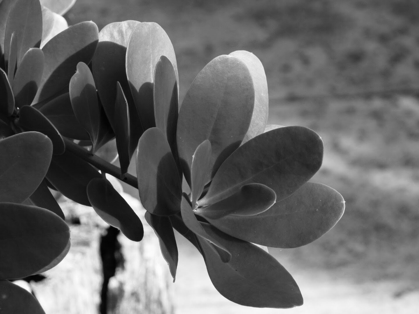 Botanical Garden in Black & White