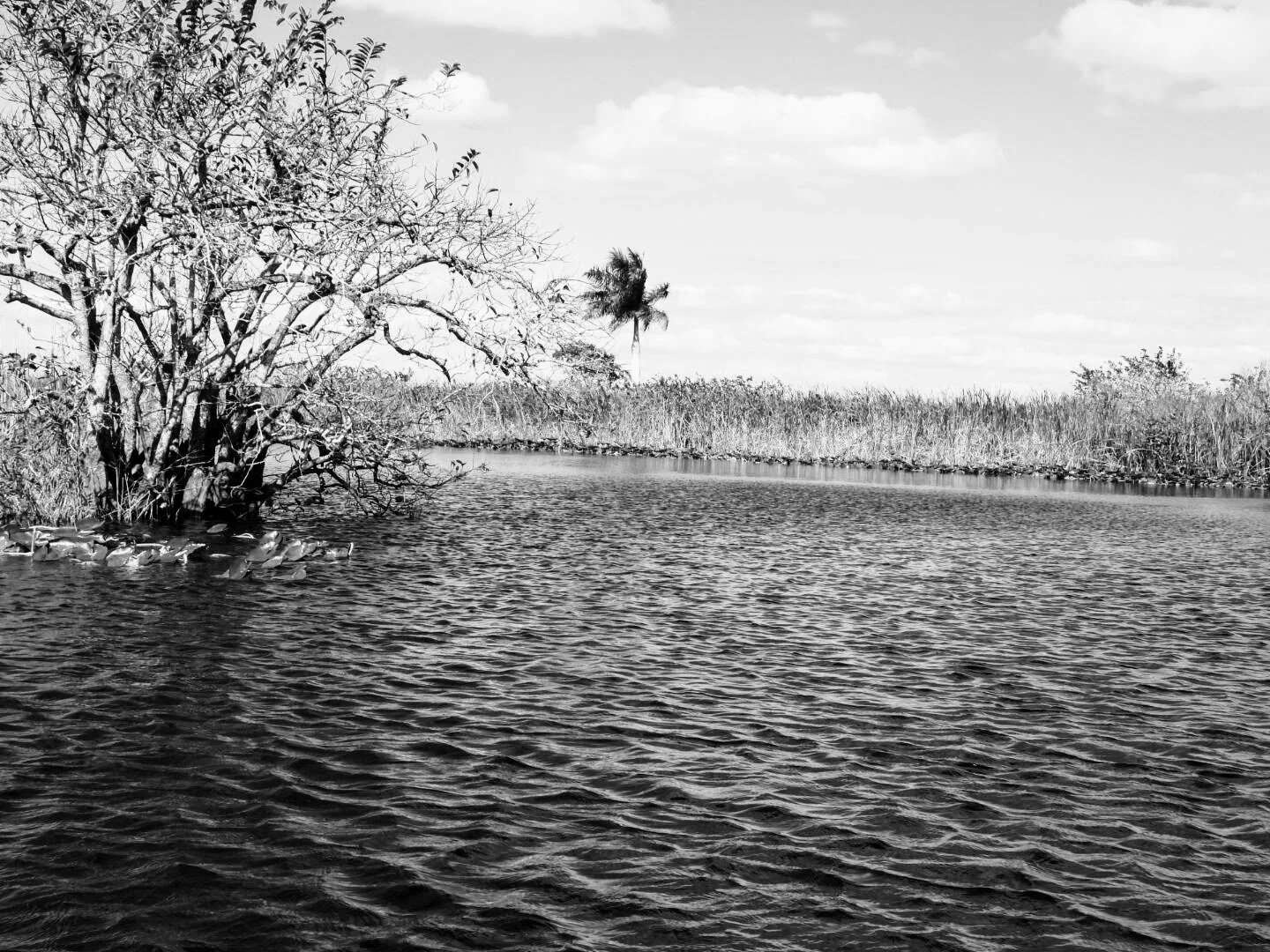 Everglades Safari Park Miami Florida 0007.JPG