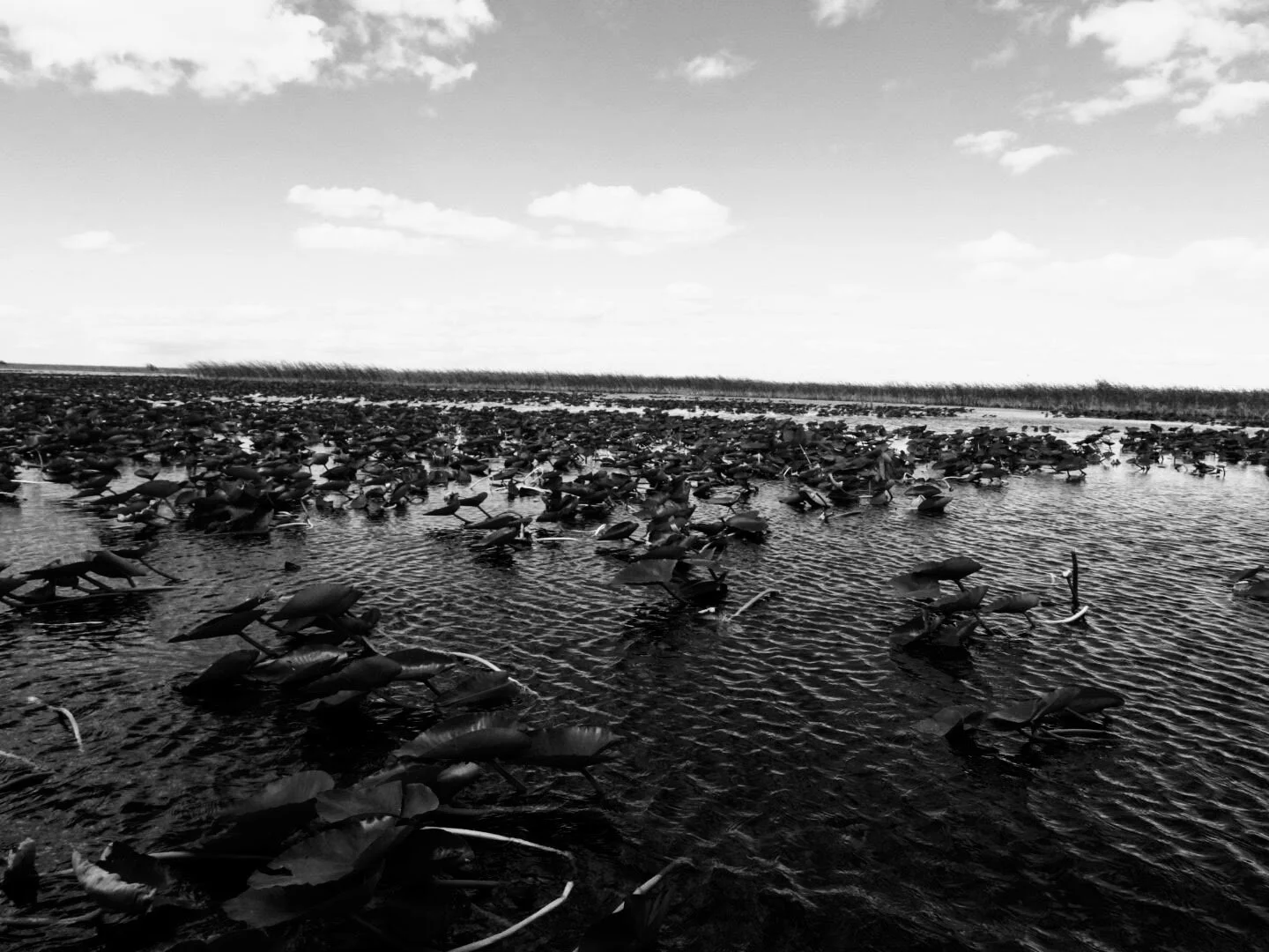 Everglades Safari Park Miami Florida 0012.JPG