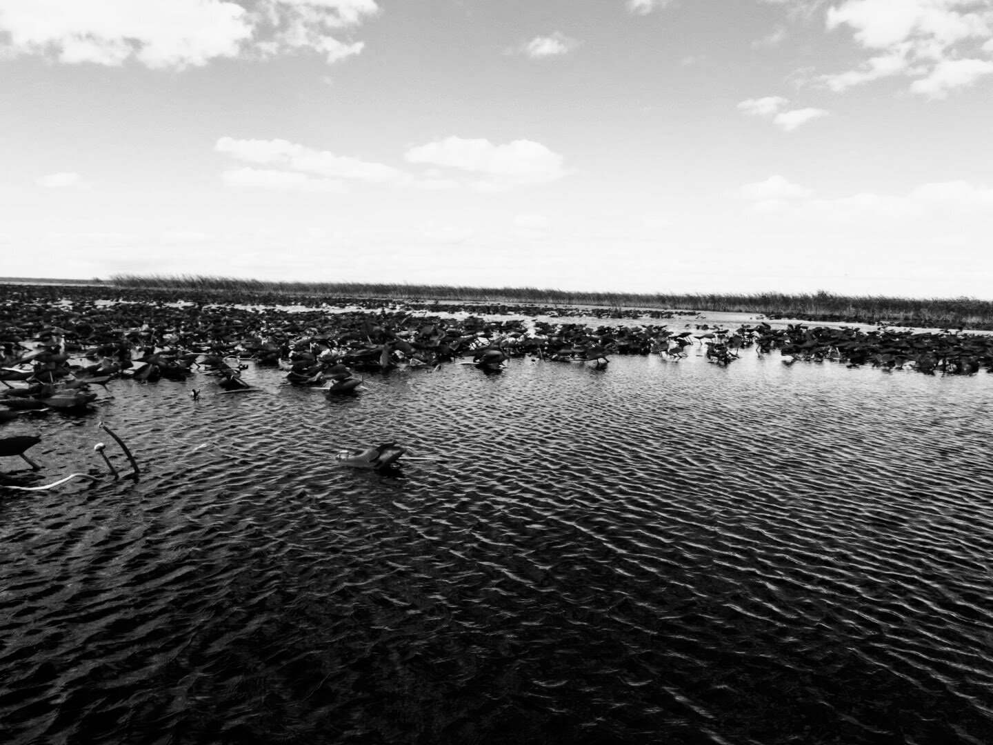 Everglades Safari Park Miami Florida 0011.JPG