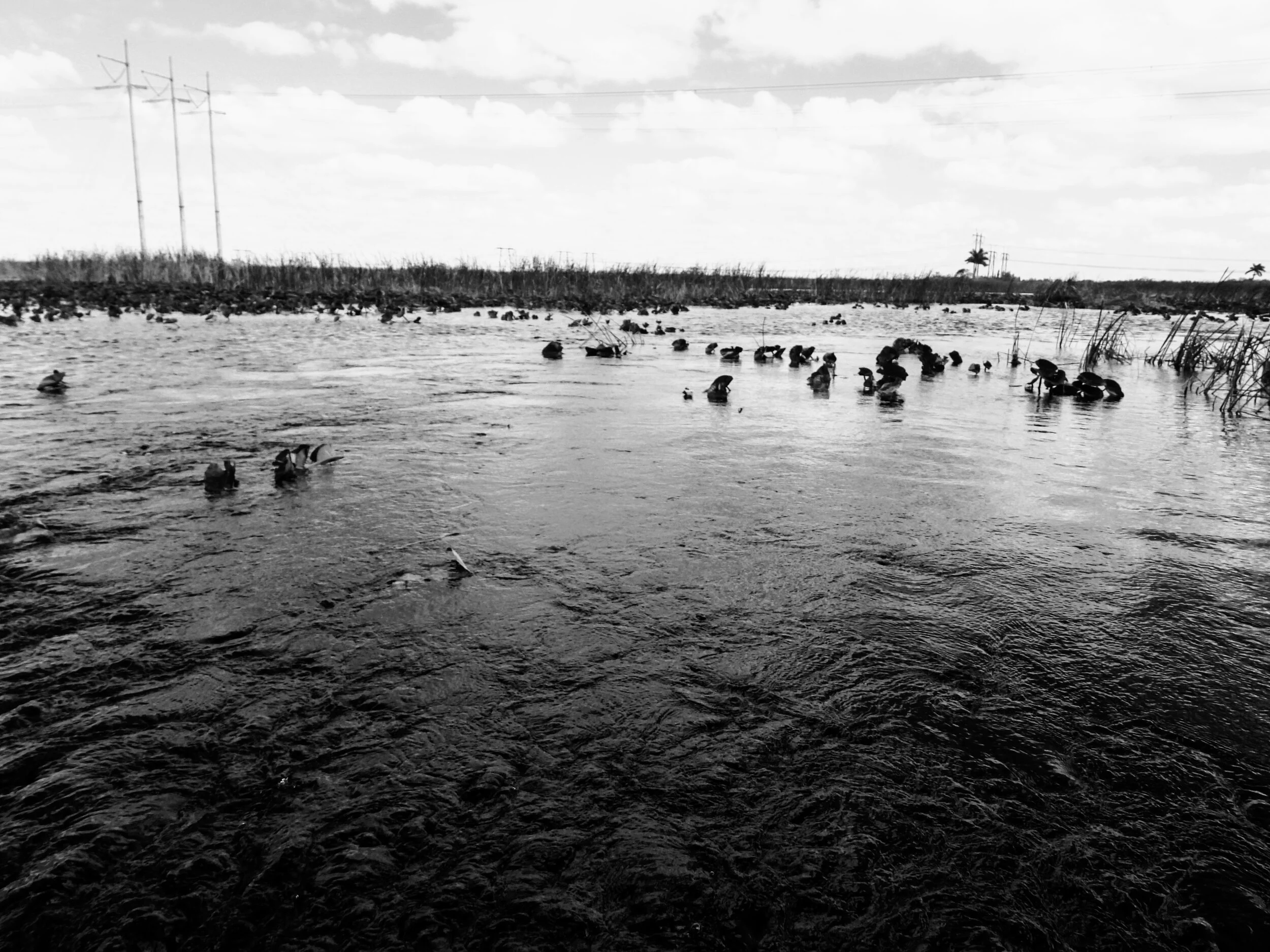 Everglades Safari Park Miami Florida 0009.JPG