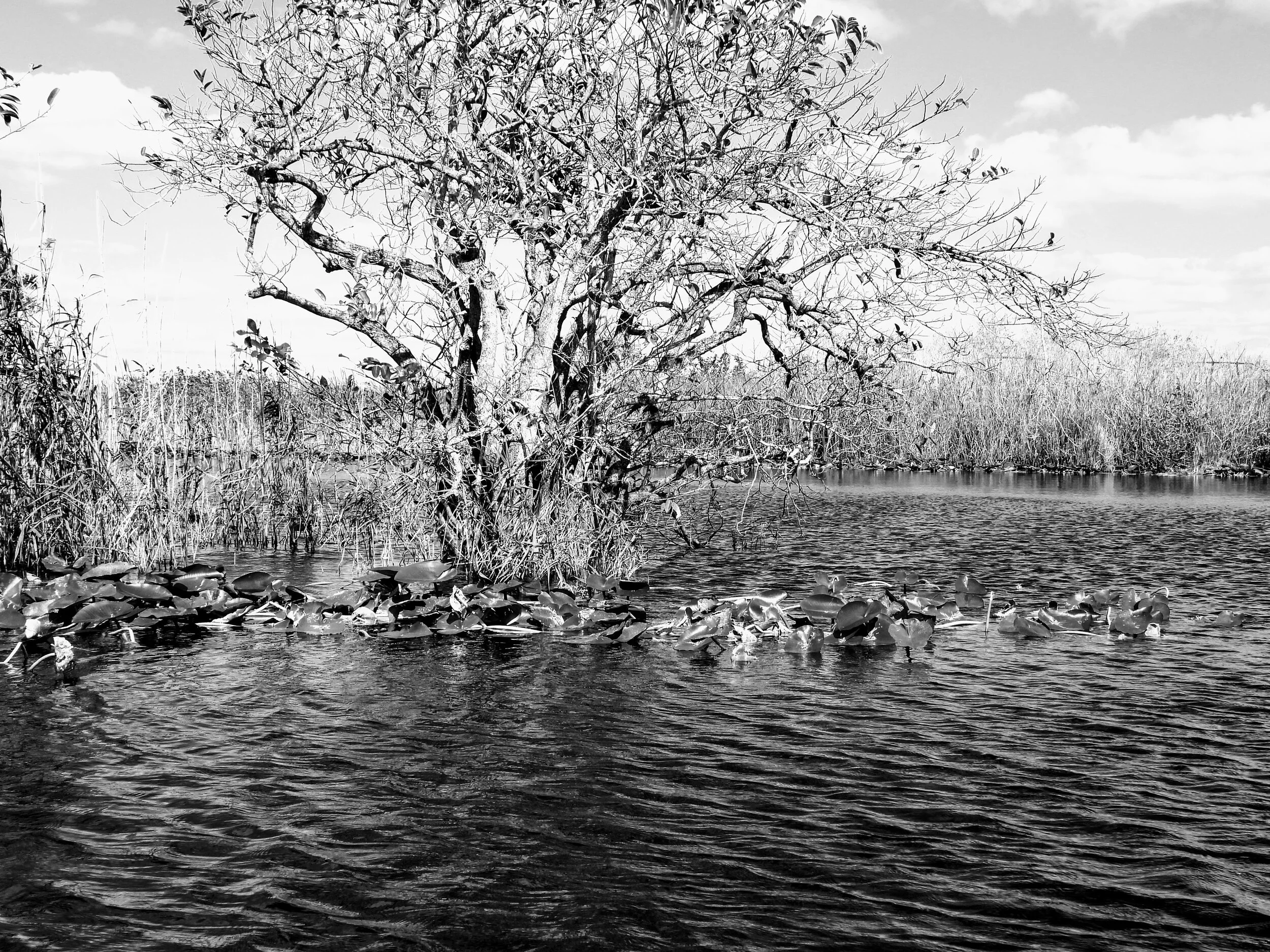 Everglades Safari Park Miami Florida 0008.JPG