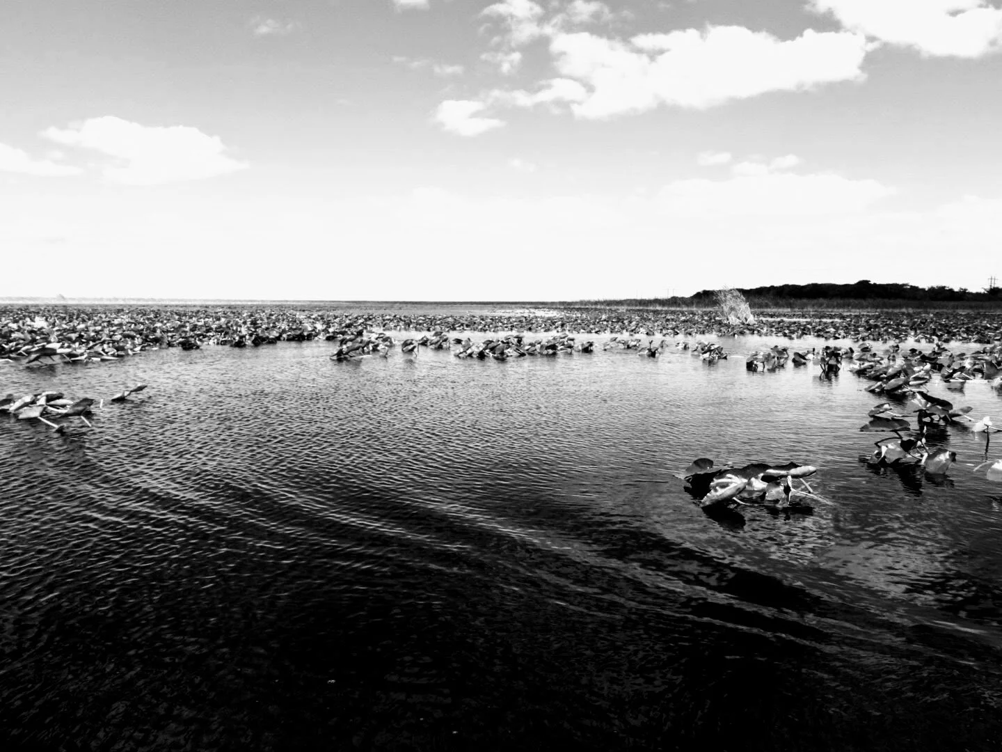 Everglades Safari Park Miami Florida 0015.JPG
