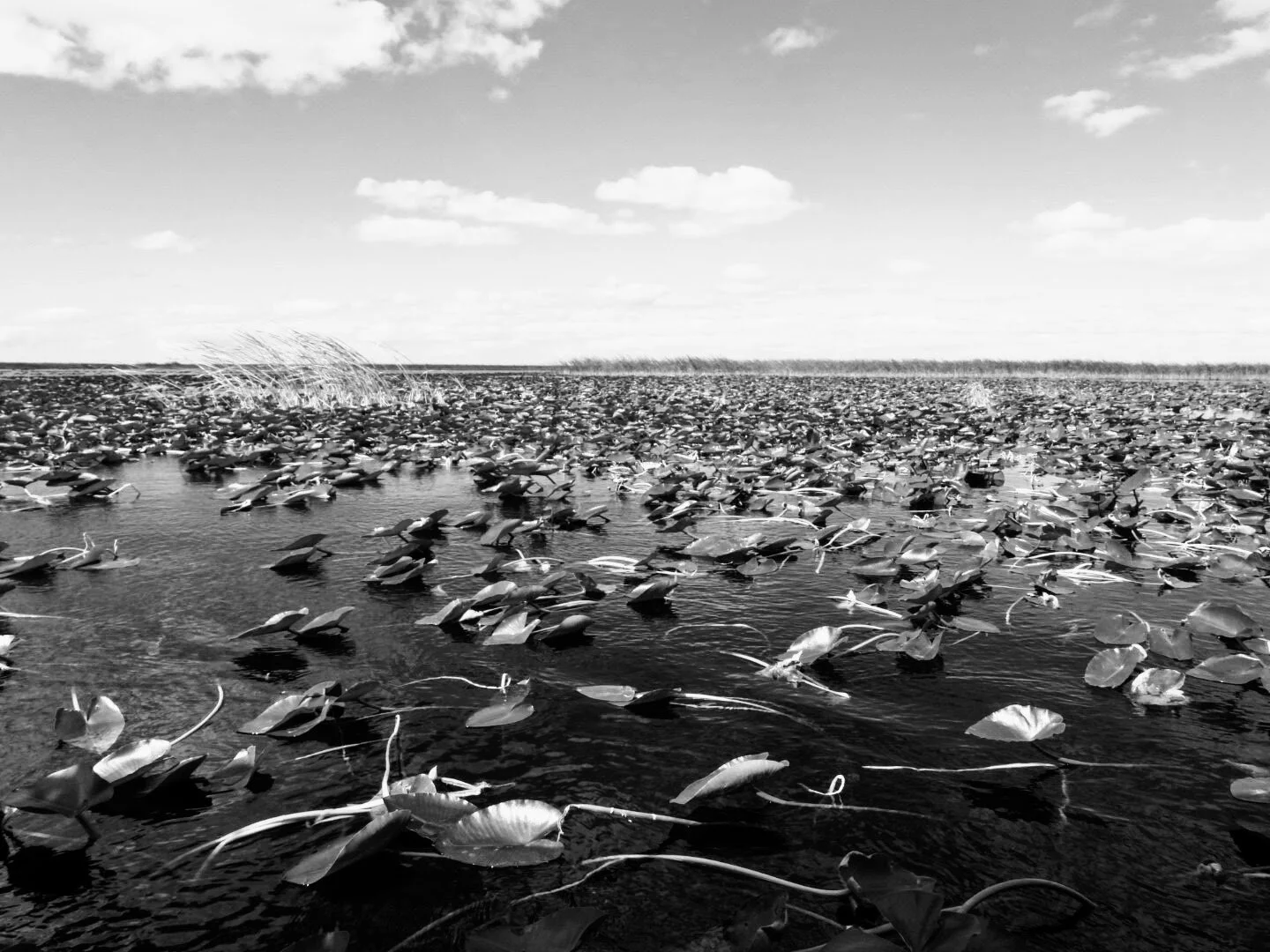 Everglades Safari Park Miami Florida 0013.JPG