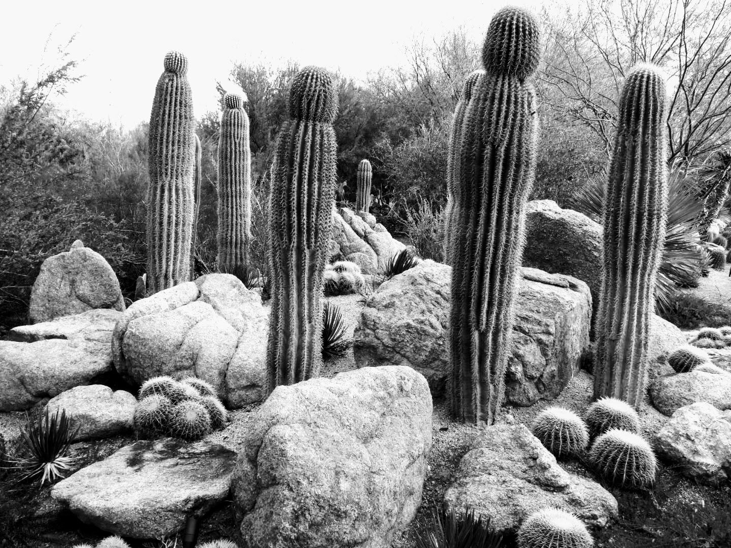 Desert Botanical Garden Phoenix Arizona