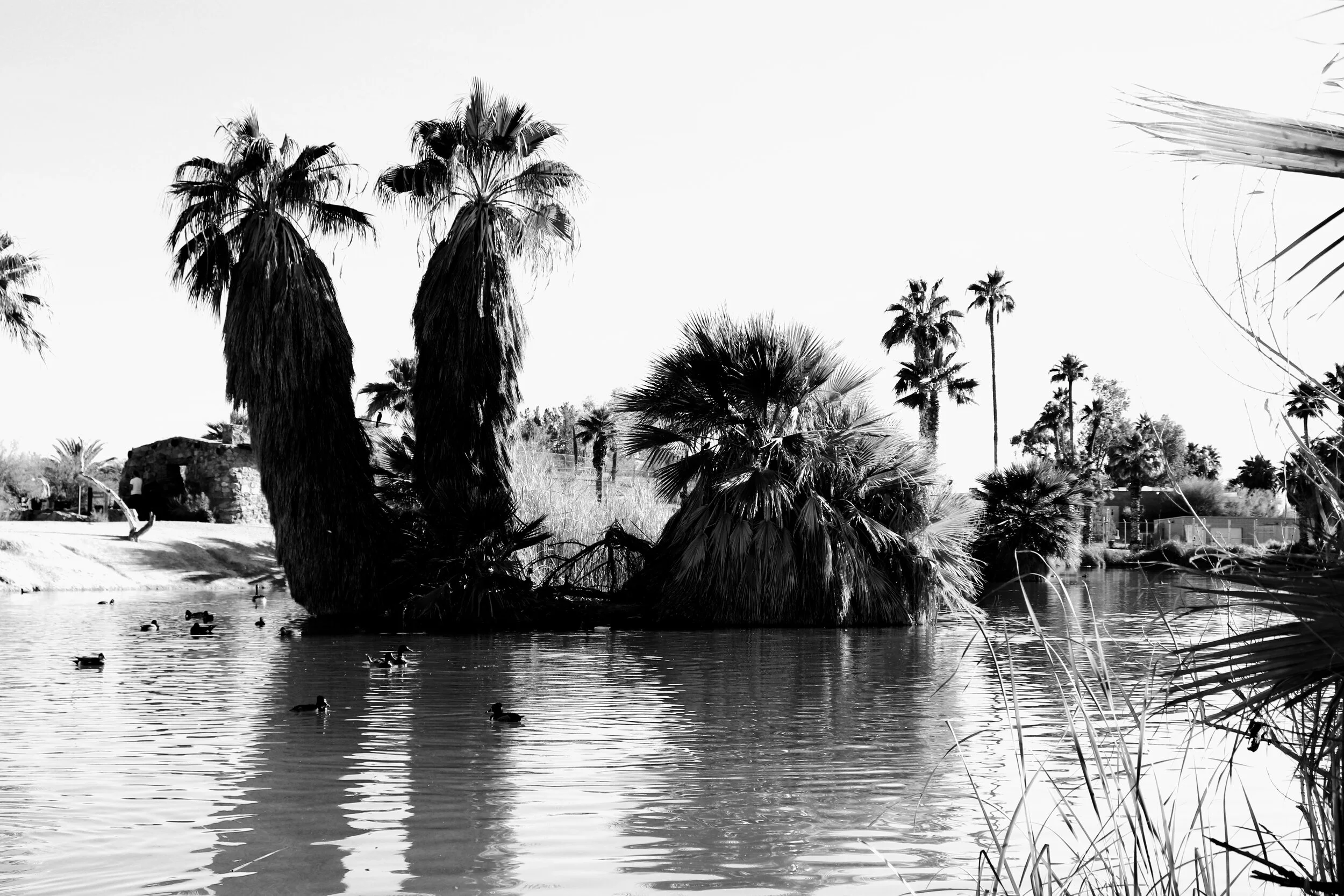 Papago Ponds Phoenix Arizona By MychelX.photos 00006.JPG