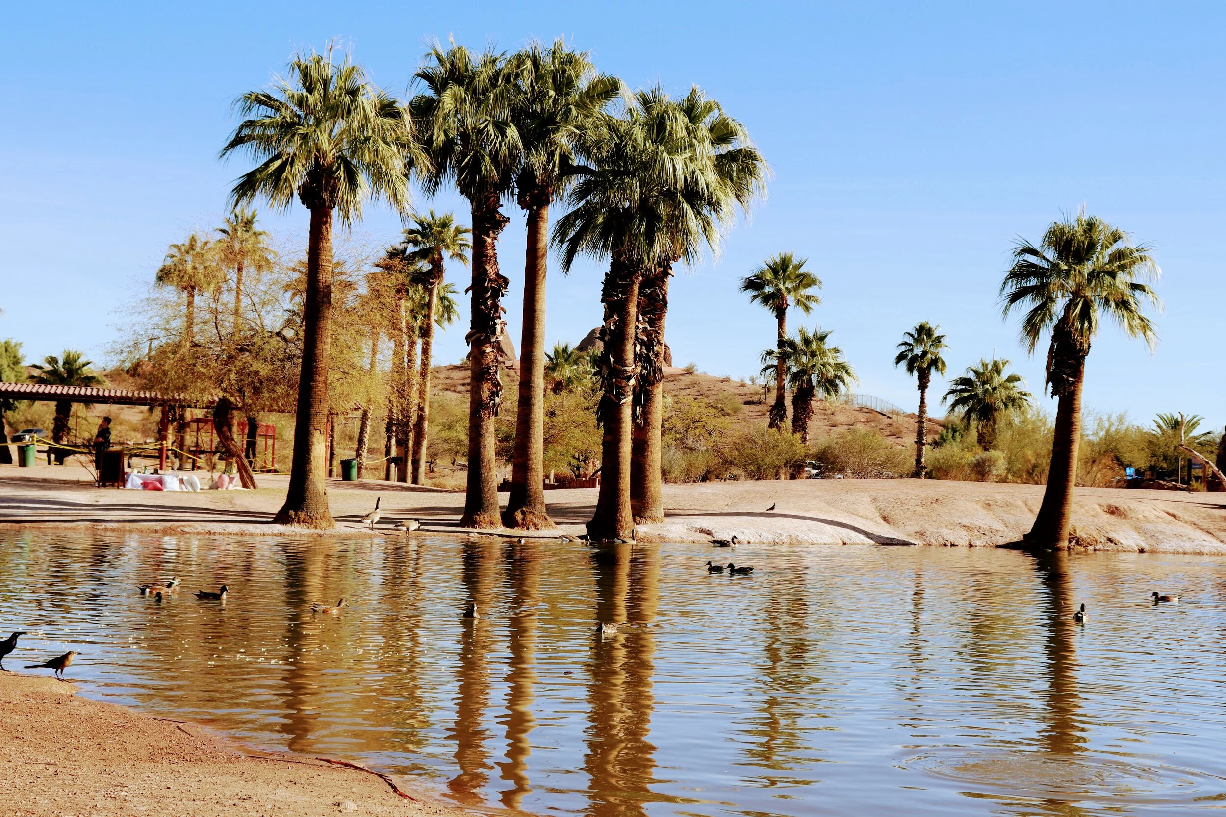 Papago Ponds Phoenix Arizona By MychelX.photos 00002.JPG