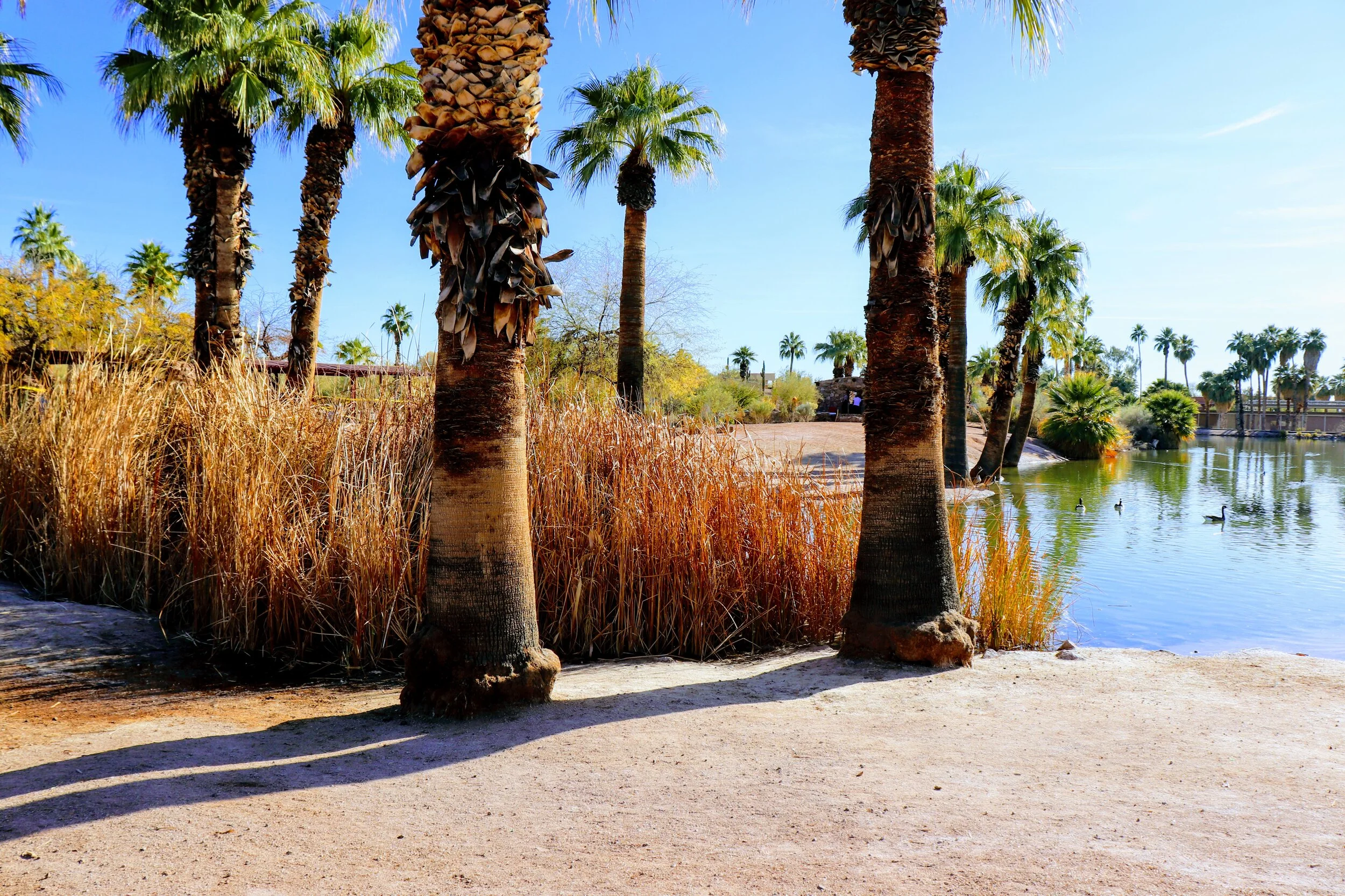 Papago Ponds Phoenix Arizona By MychelX.photos 0009.JPG