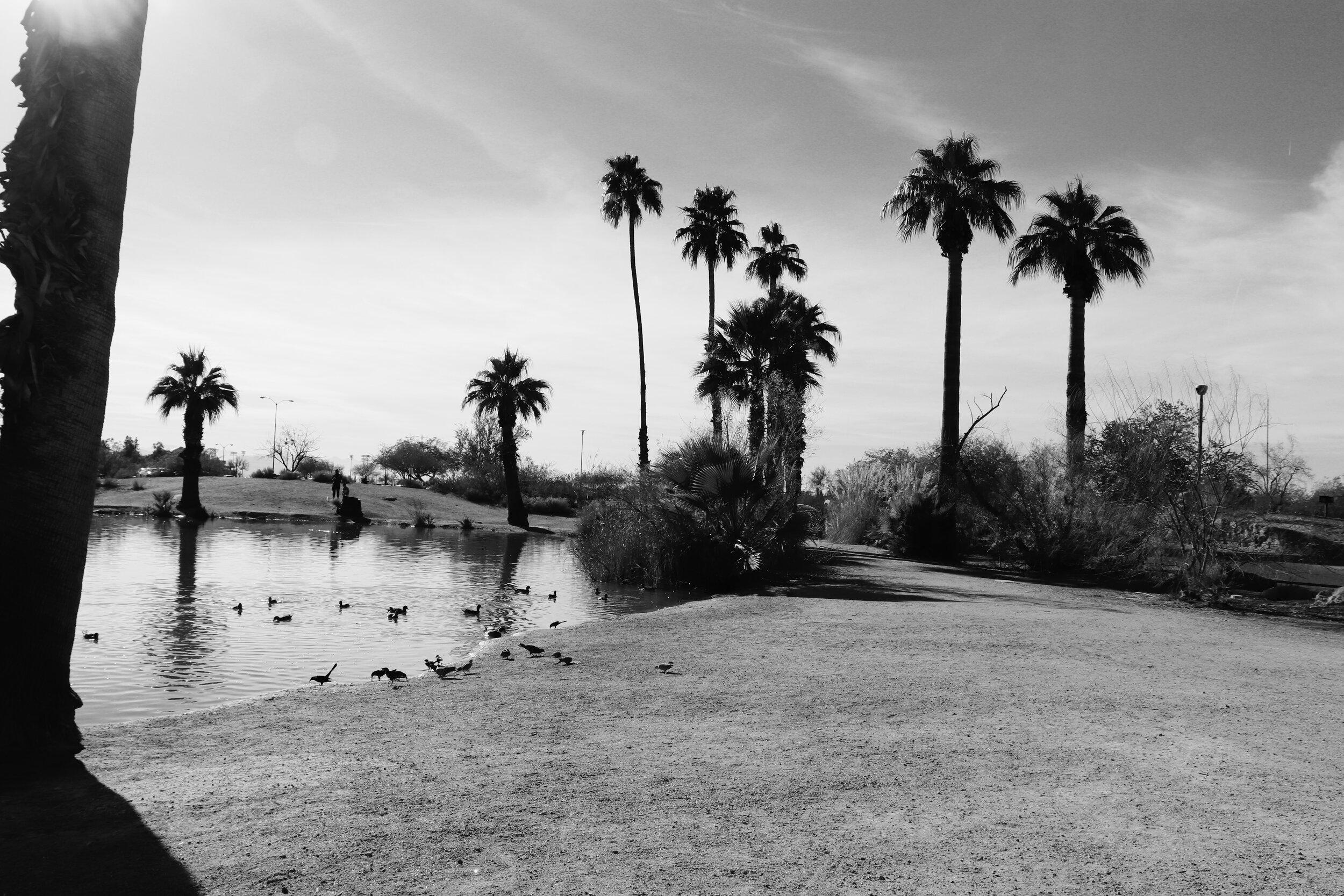 Papago Ponds Phoenix Arizona By MychelX.photos 00032.JPG