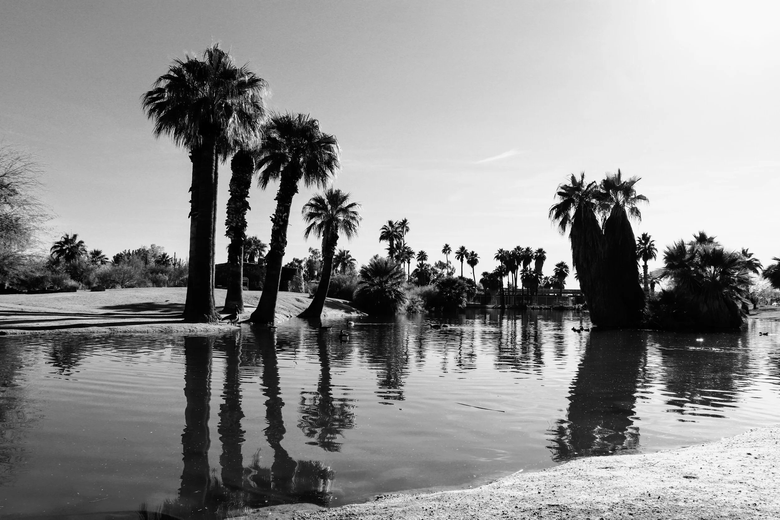 Papago Ponds Phoenix Arizona By MychelX.photos 00048.JPG