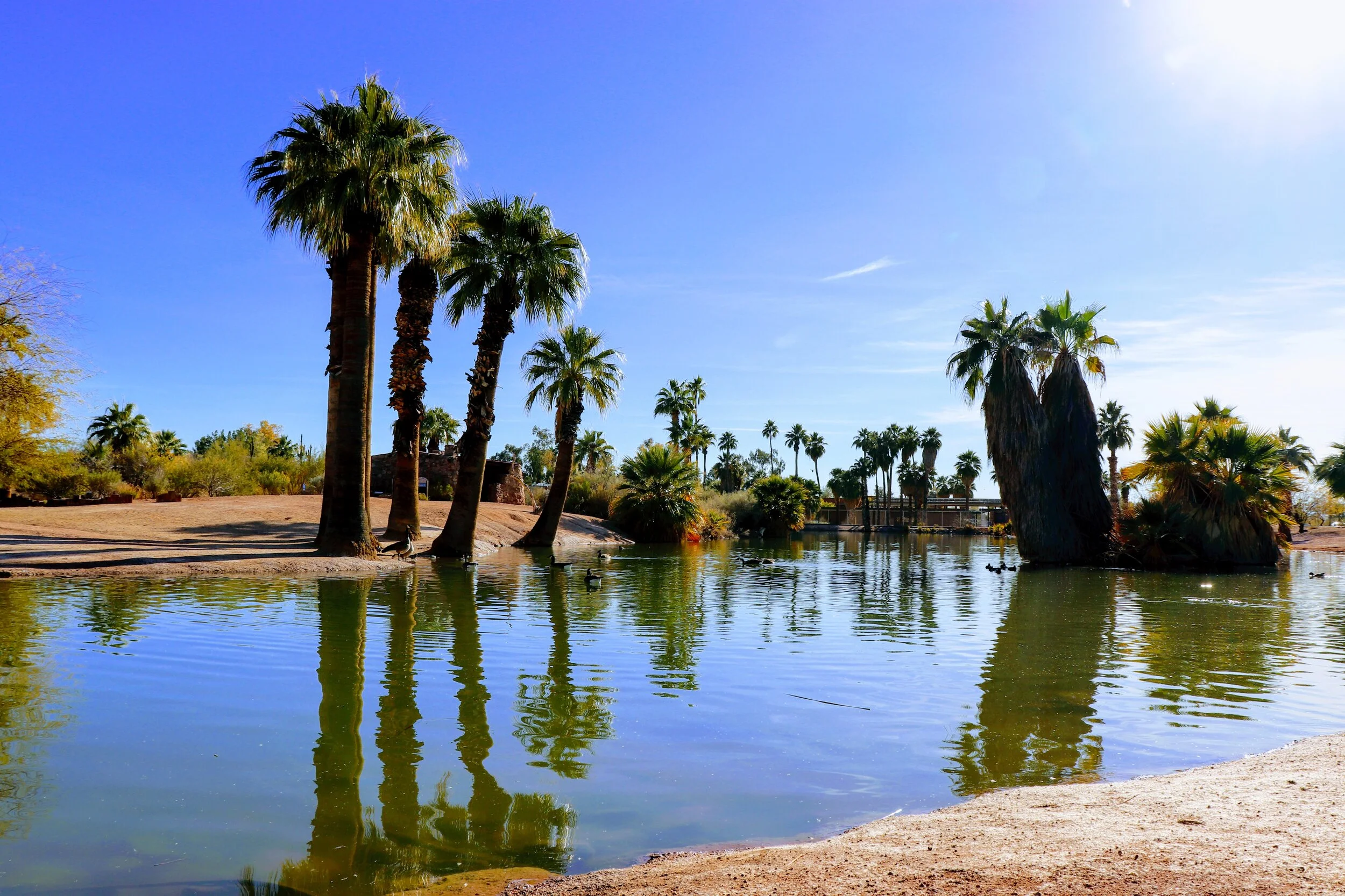 Papago Ponds Phoenix Arizona By MychelX.photos 00044.JPG