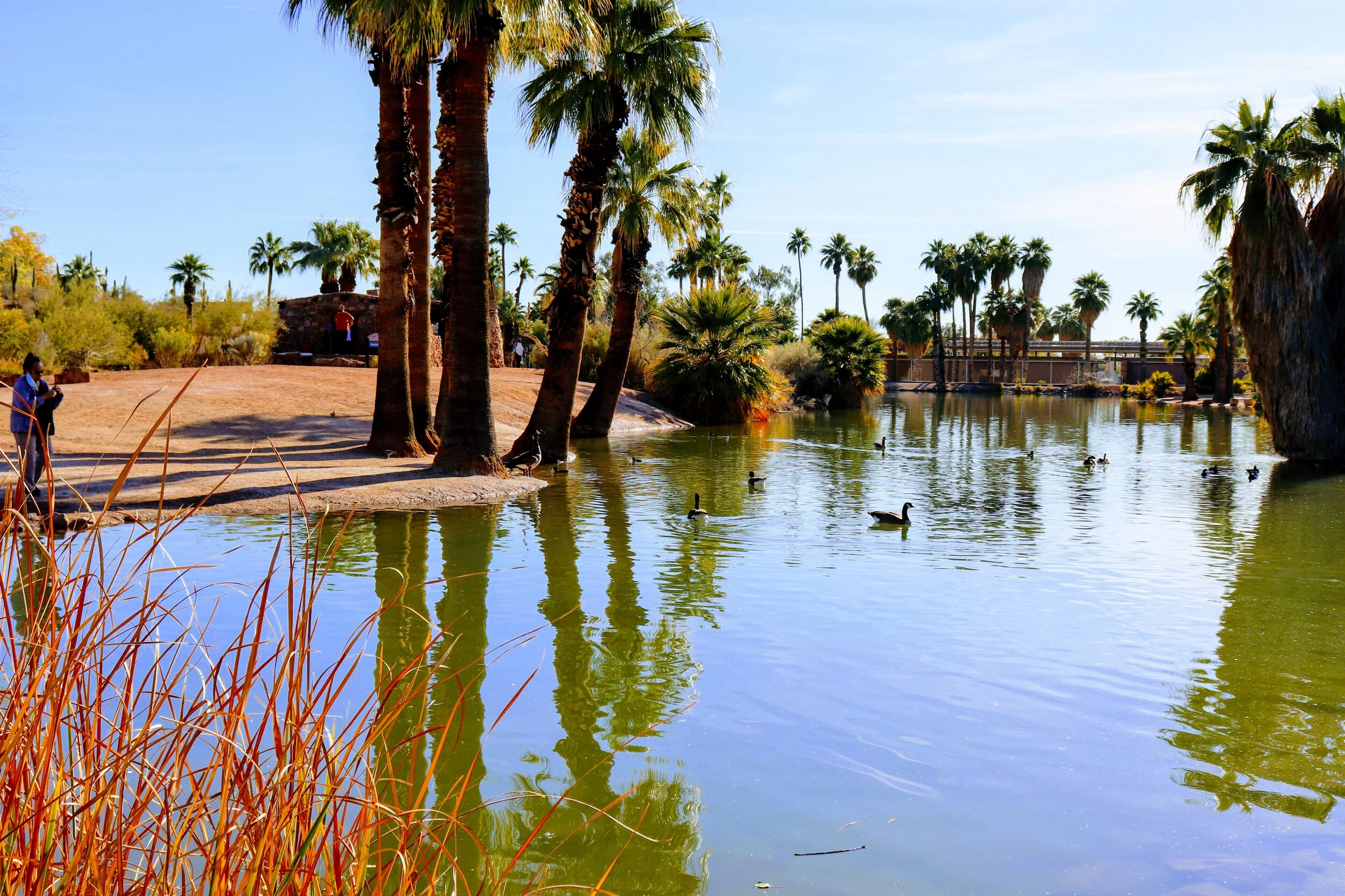 Papago Ponds Phoenix Arizona By MychelX.photos 00064.JPG