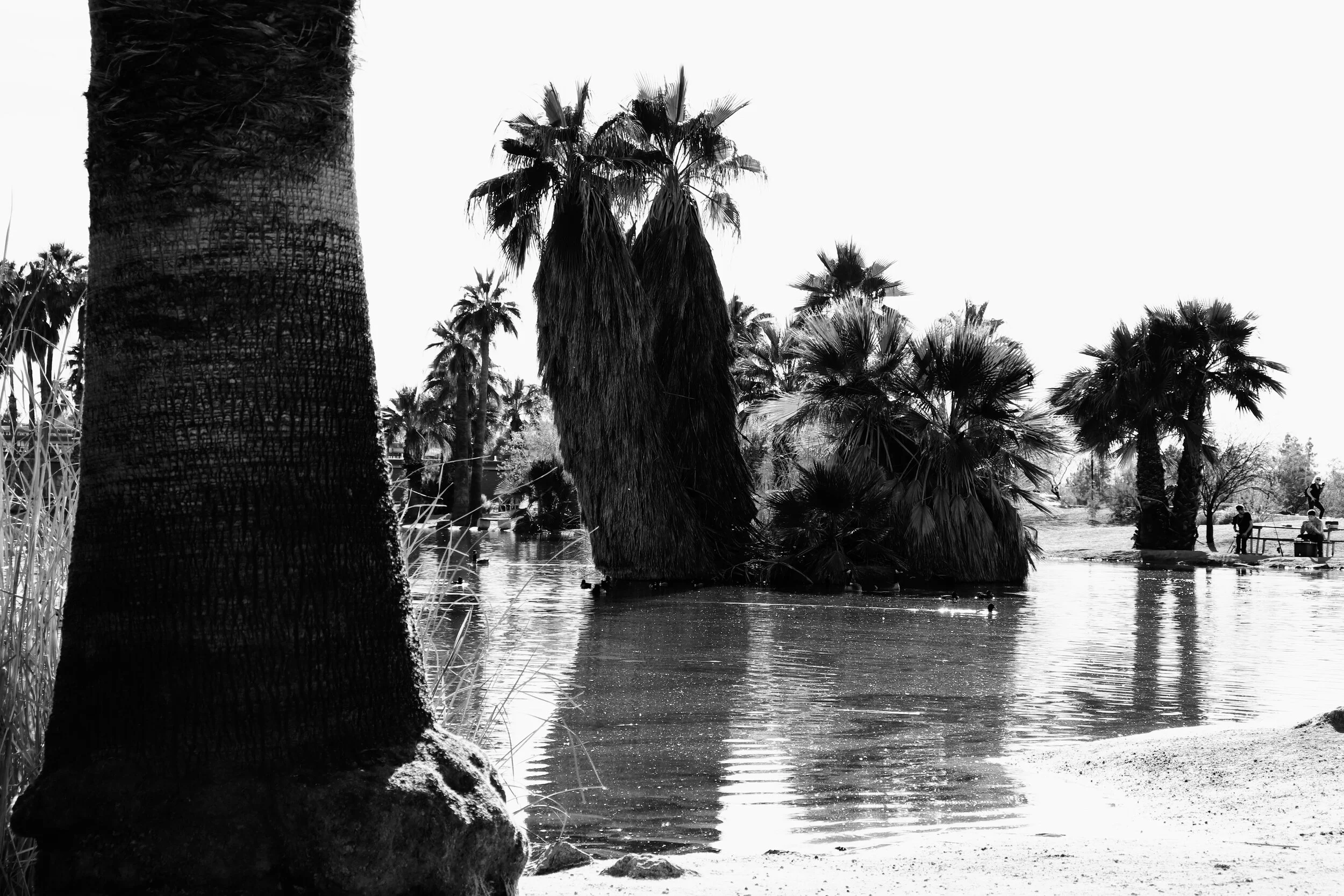 Papago Ponds Phoenix Arizona By MychelX.photos 00076.JPG