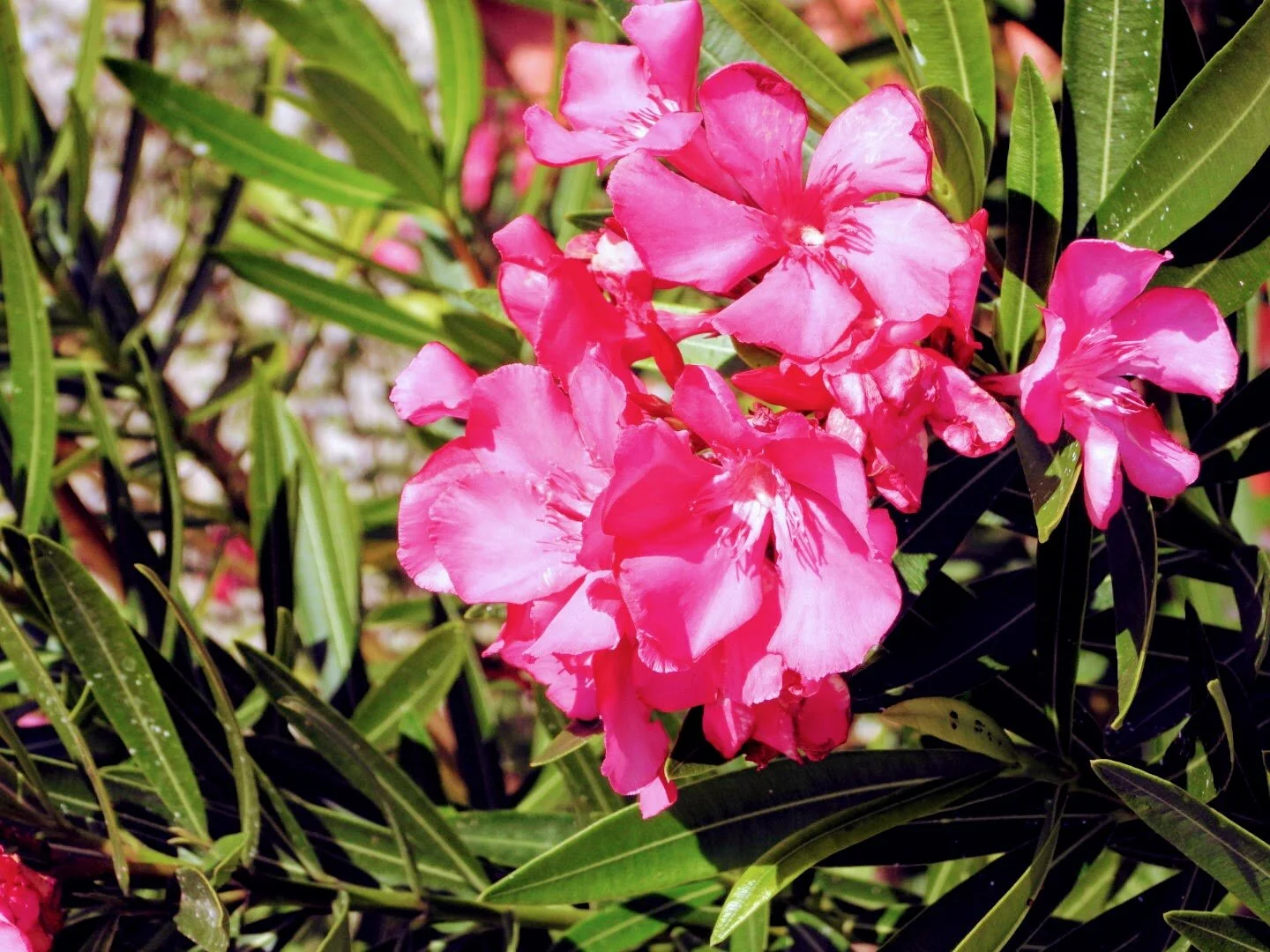 Tropical Botanical Plant 66