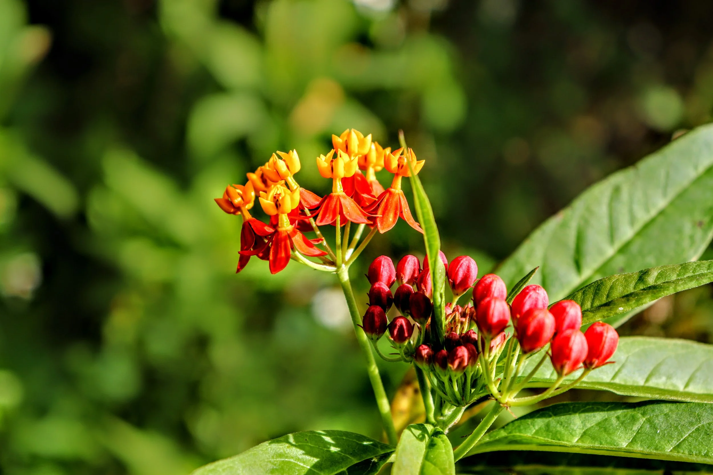 Tropical Botanic Garden by MychaelX.photos  170.JPG