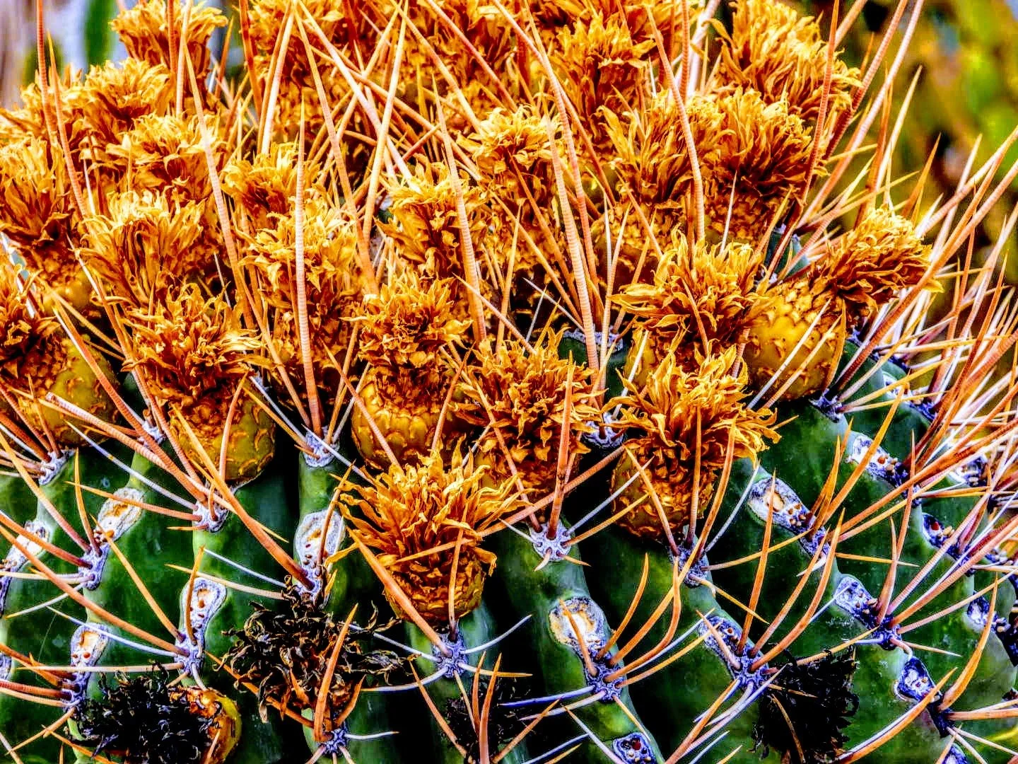 Desert Botanical Garden Phoenix Arizona Color