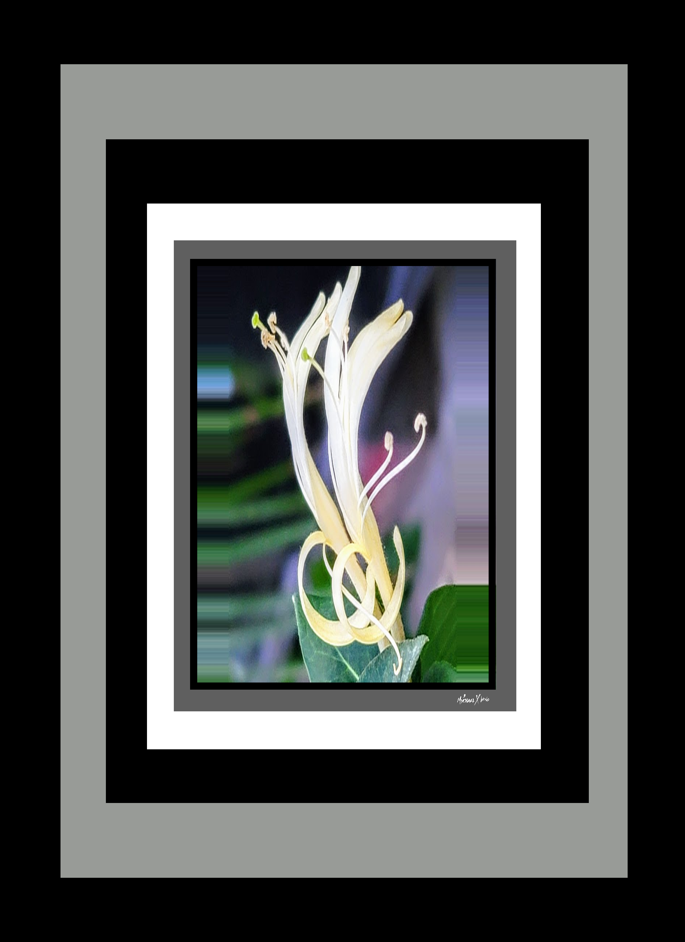 Desert Flowers 82