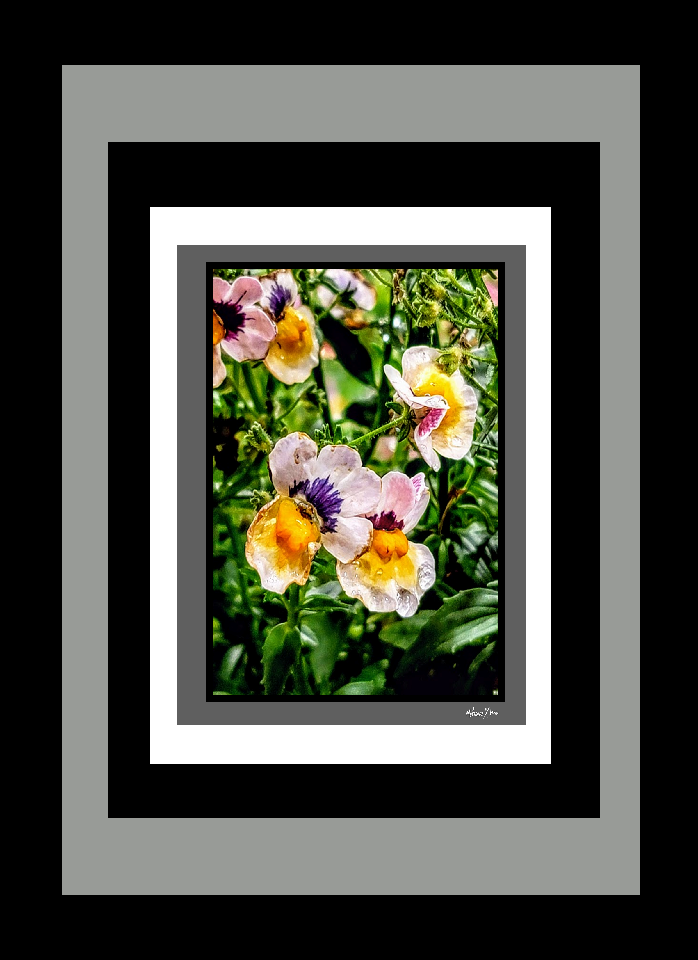 Desert Flowers 202