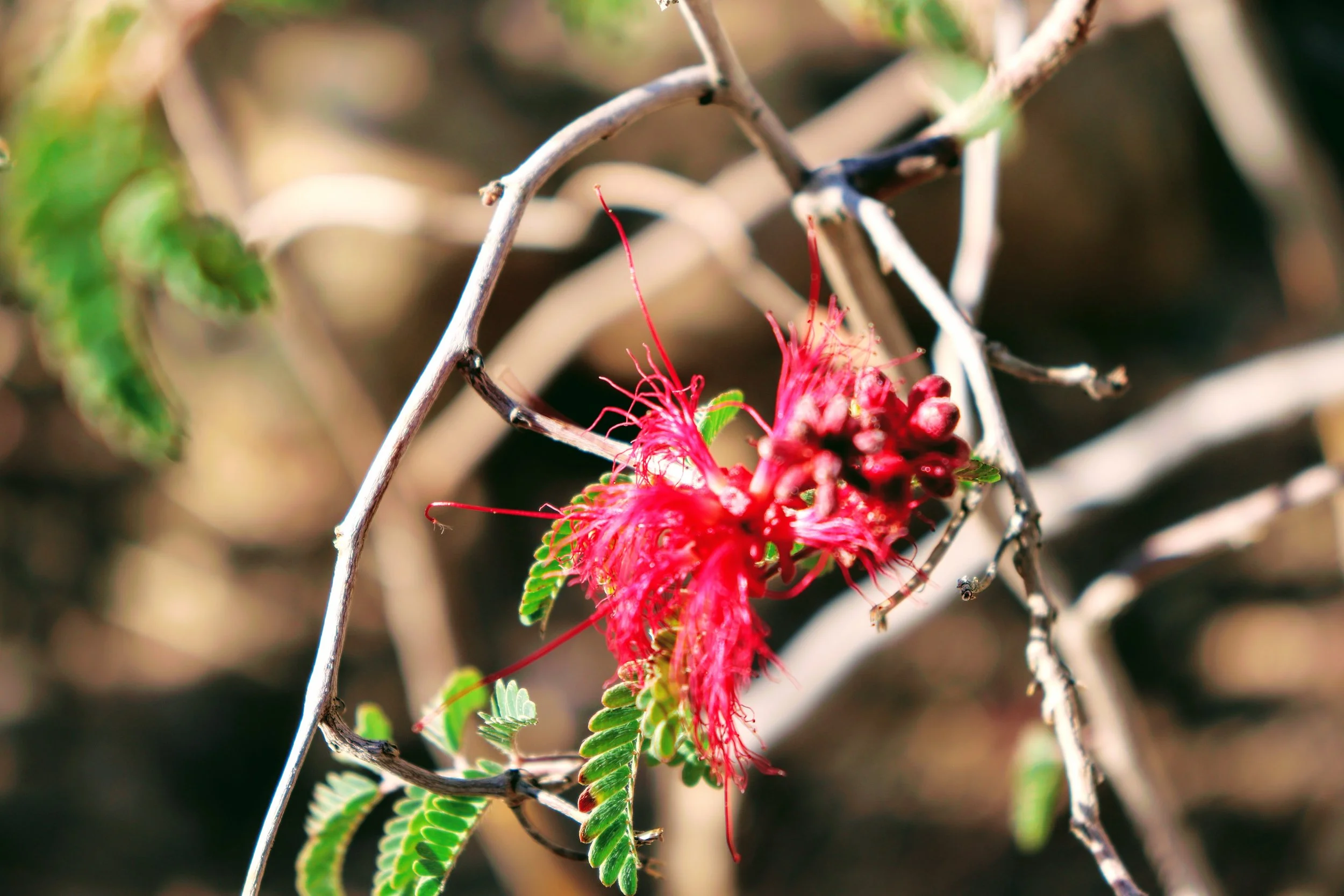 Desert Botanical Garden Phoenix Arizona by MychaelX.p6otos 021958.JPG