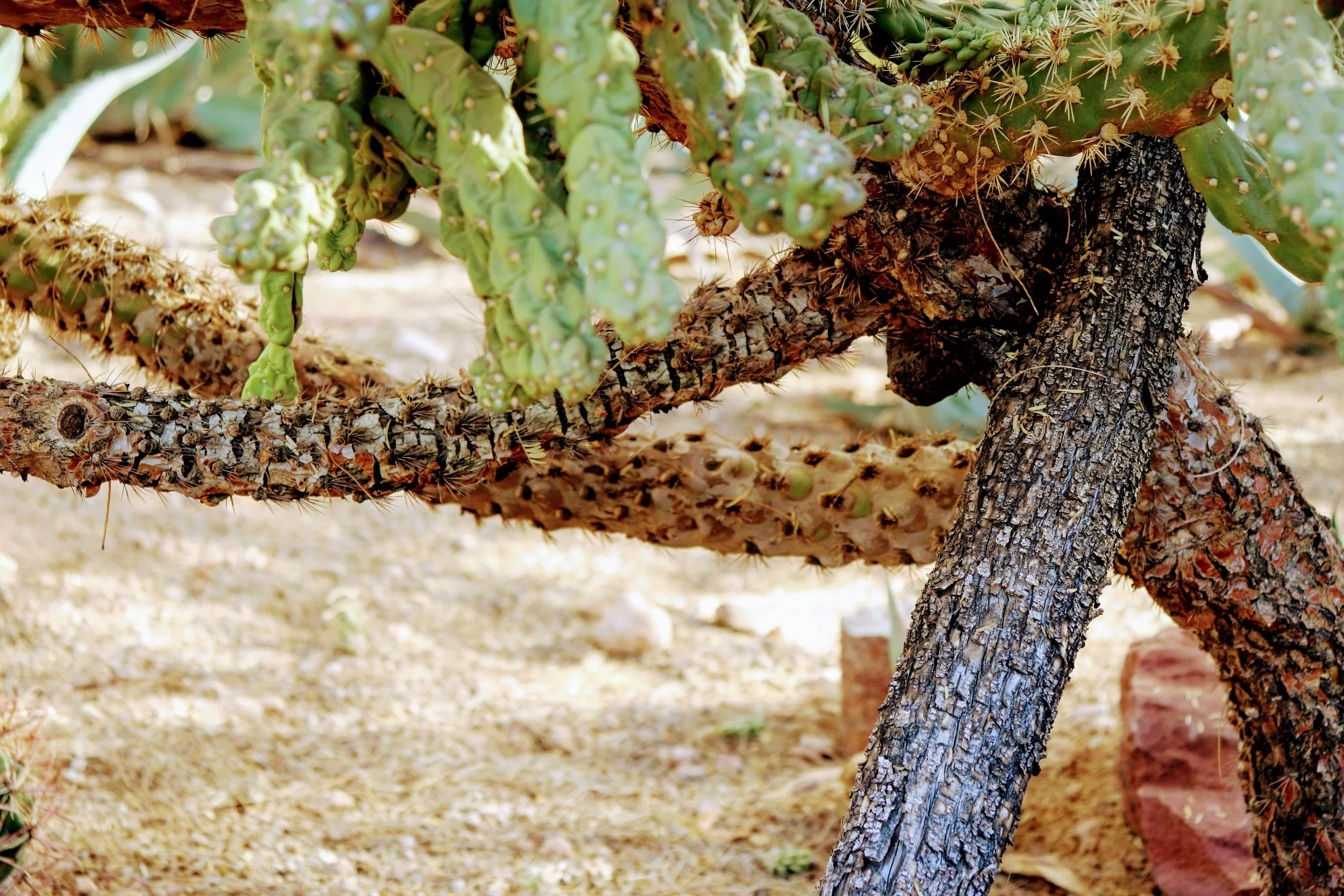 Desert Botanical Garden Phoenix Arizona by MychaelX.p6otos 021902.JPG