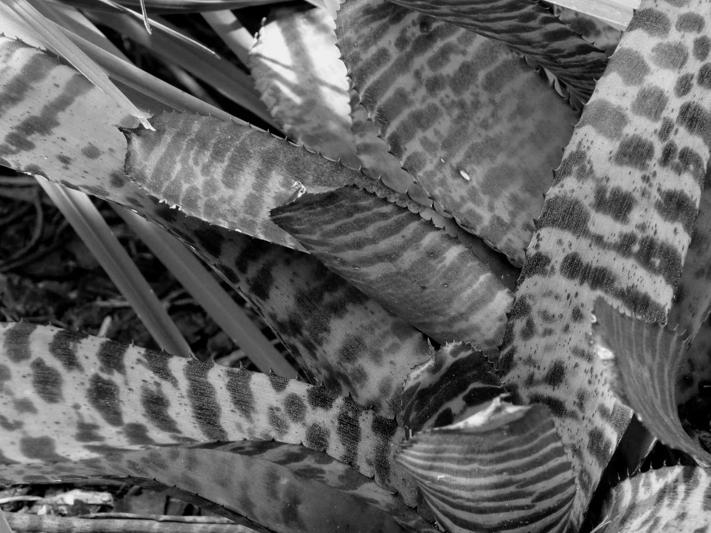 Botanical Garden in Black & White by MychaelX.photos 0087bw.JPG