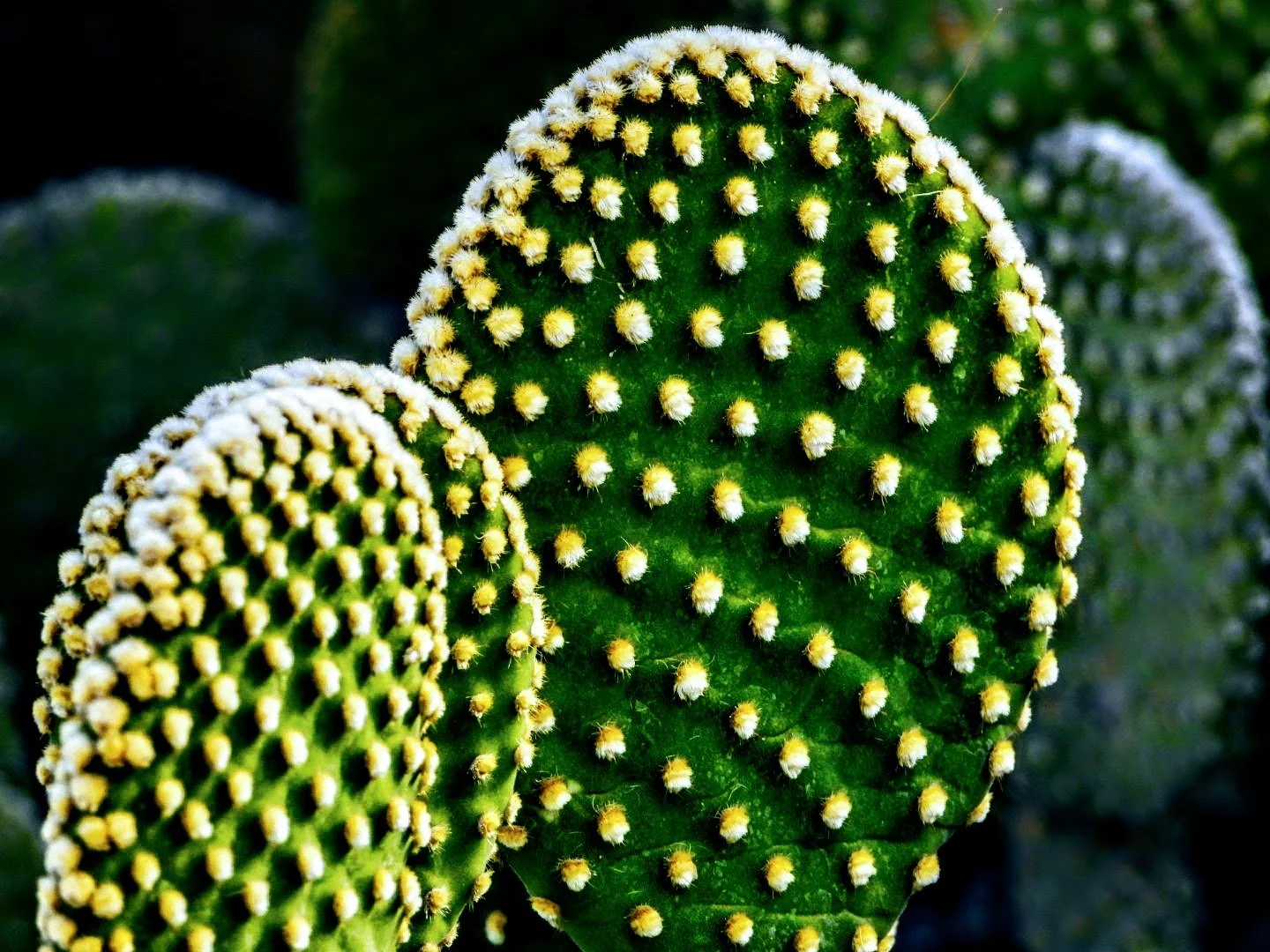 Desert Botanical Garden by MychaelX.photos  0000081.JPG