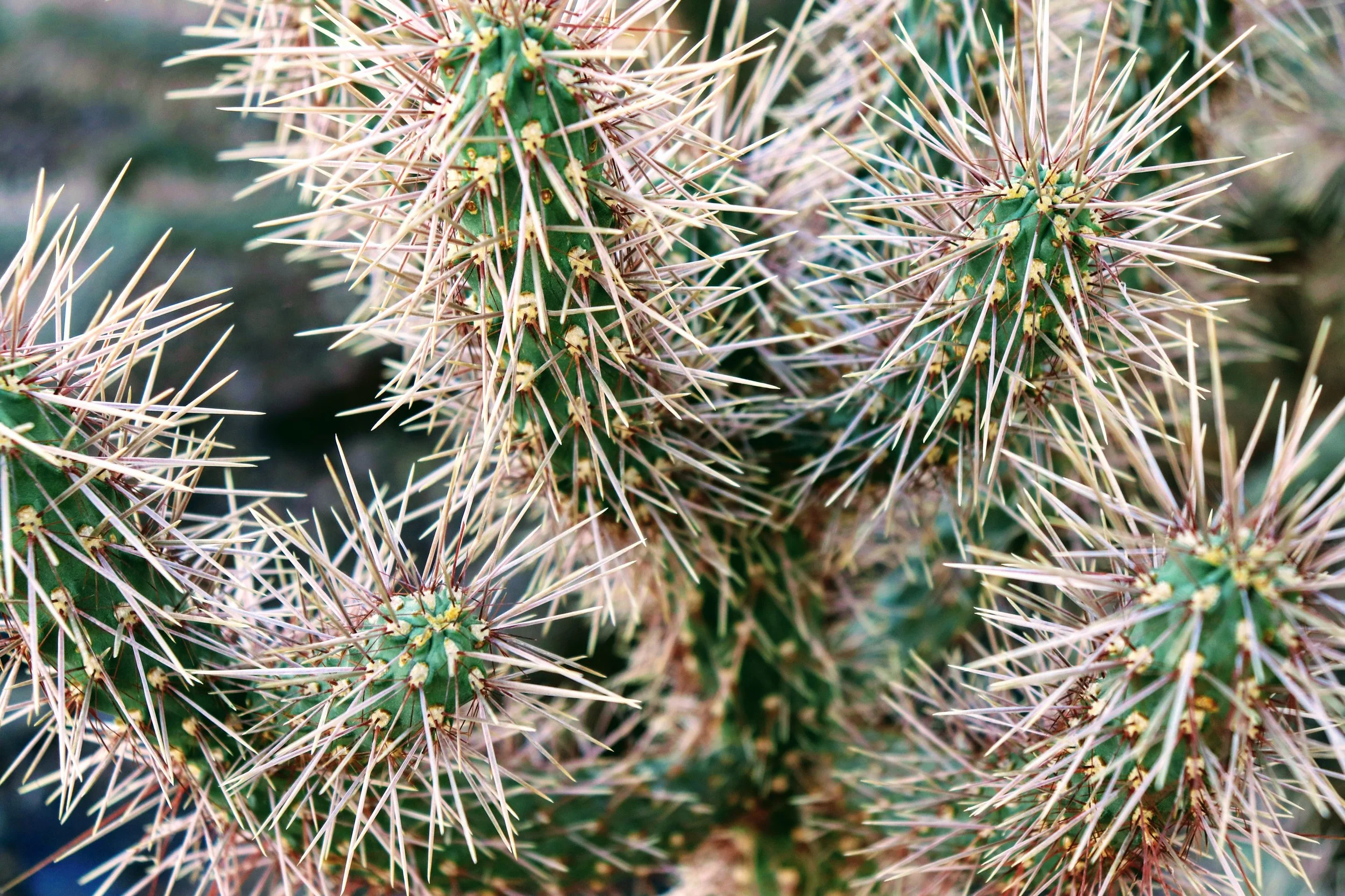 Desert Botanical Garden Phoenix Arizona by MychaelX.p6otos 021784.JPG