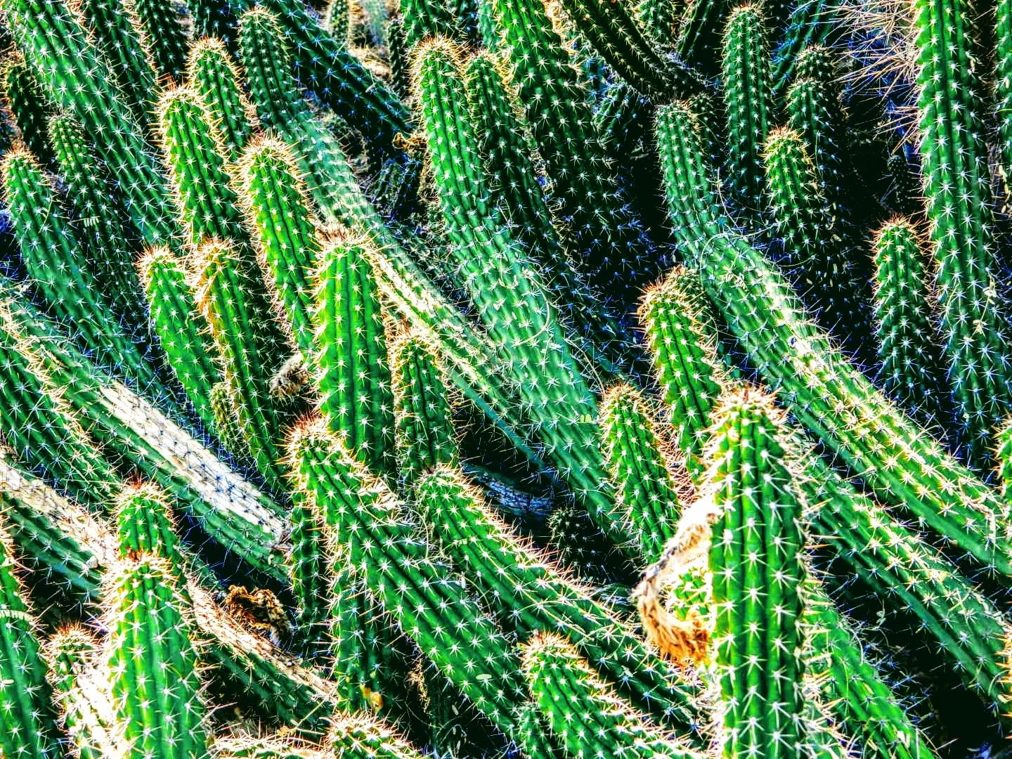 Desert Botanical Garden Phoenix Arizona by MychaelX.p6otos 0015050.JPG