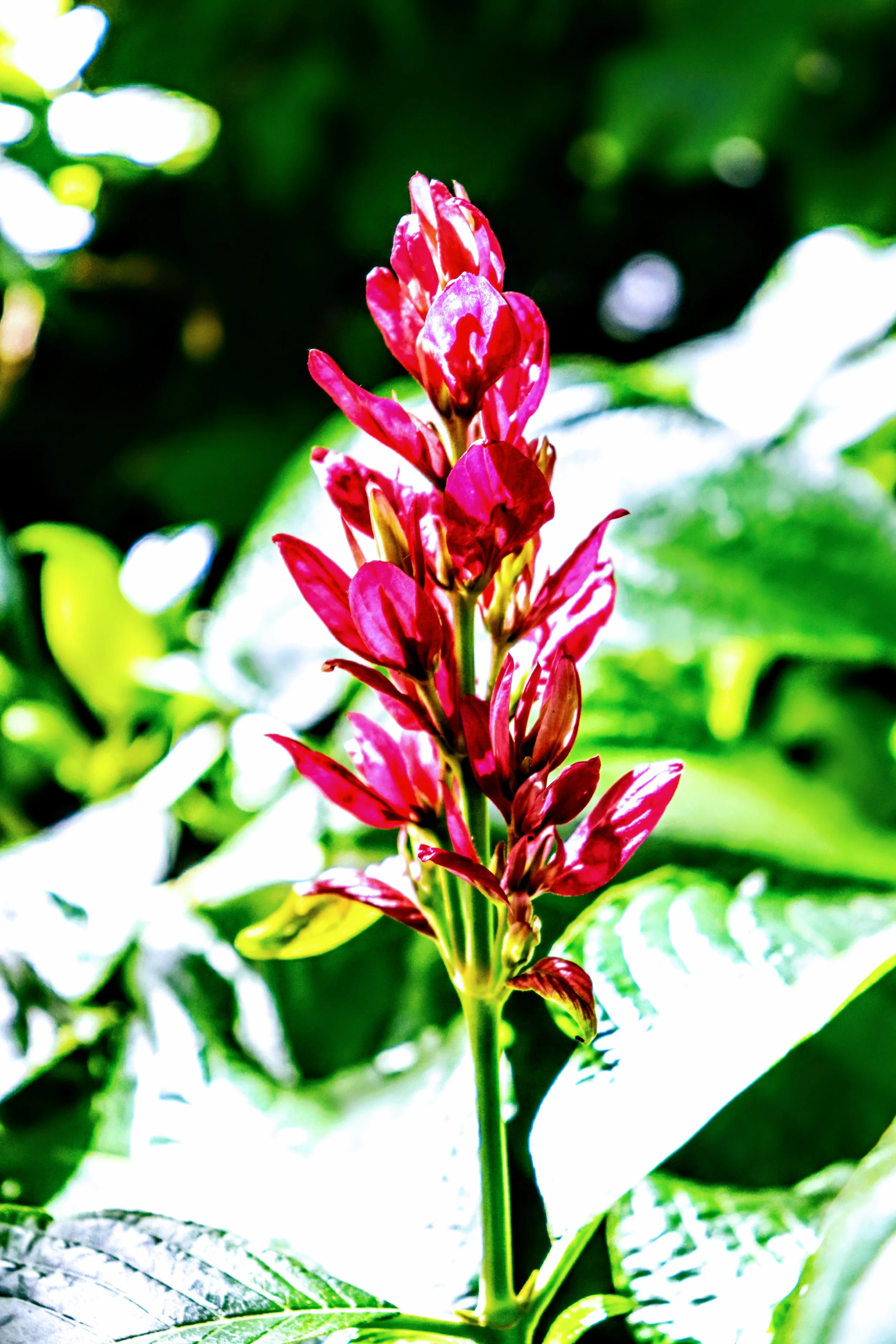 Tropical Botanic Garden by MychaelX.photos  109.JPG