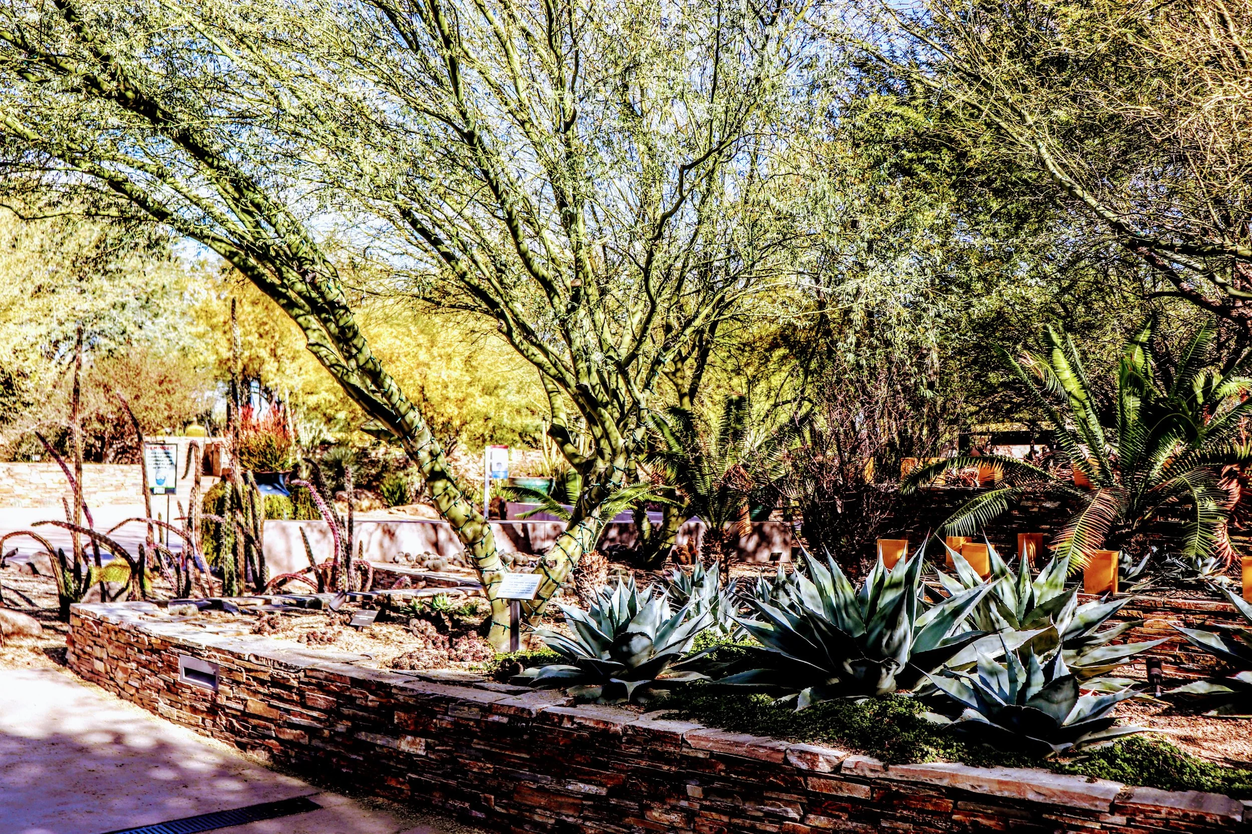 Desert Botanical Garden Phoenix Arizona by MychaelX.p6otos 001618.JPG