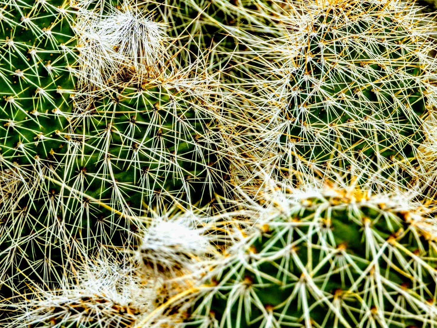 Desert Botanical Garden by MychaelX.photos  0000086.JPG